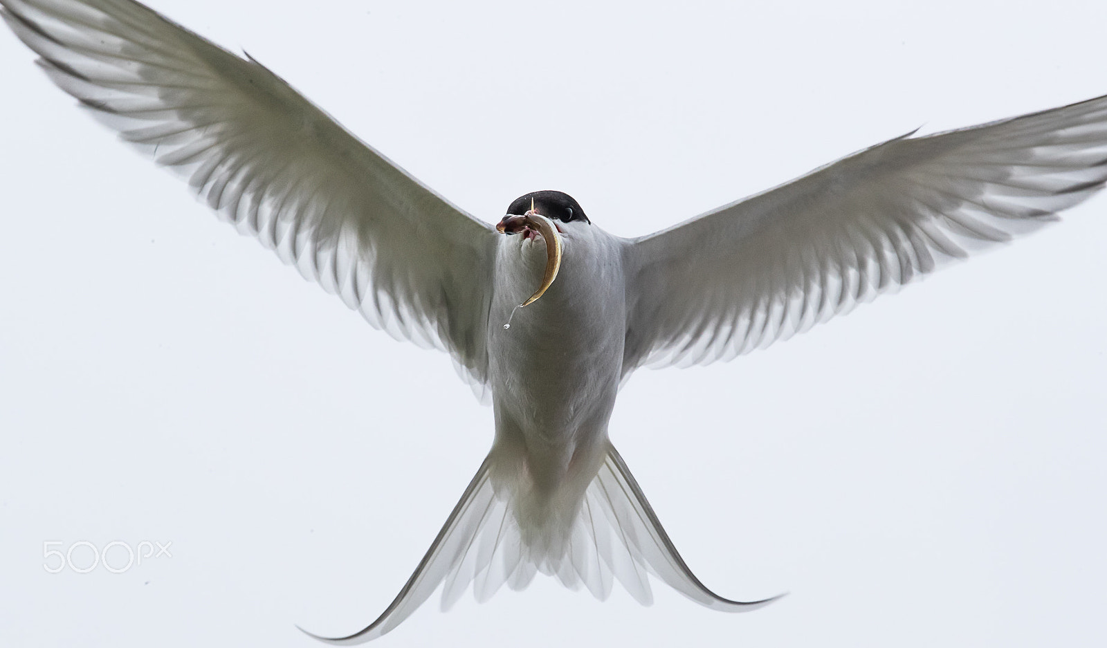 Canon EF 300mm F2.8L IS II USM sample photo. Common tern, shetland, uk photography