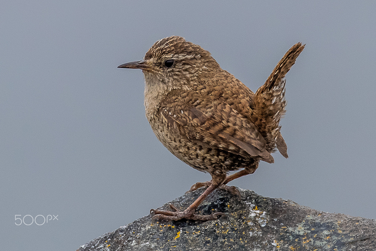 Canon EF 300mm F2.8L IS II USM sample photo. Shetland wren, shetland, uk photography