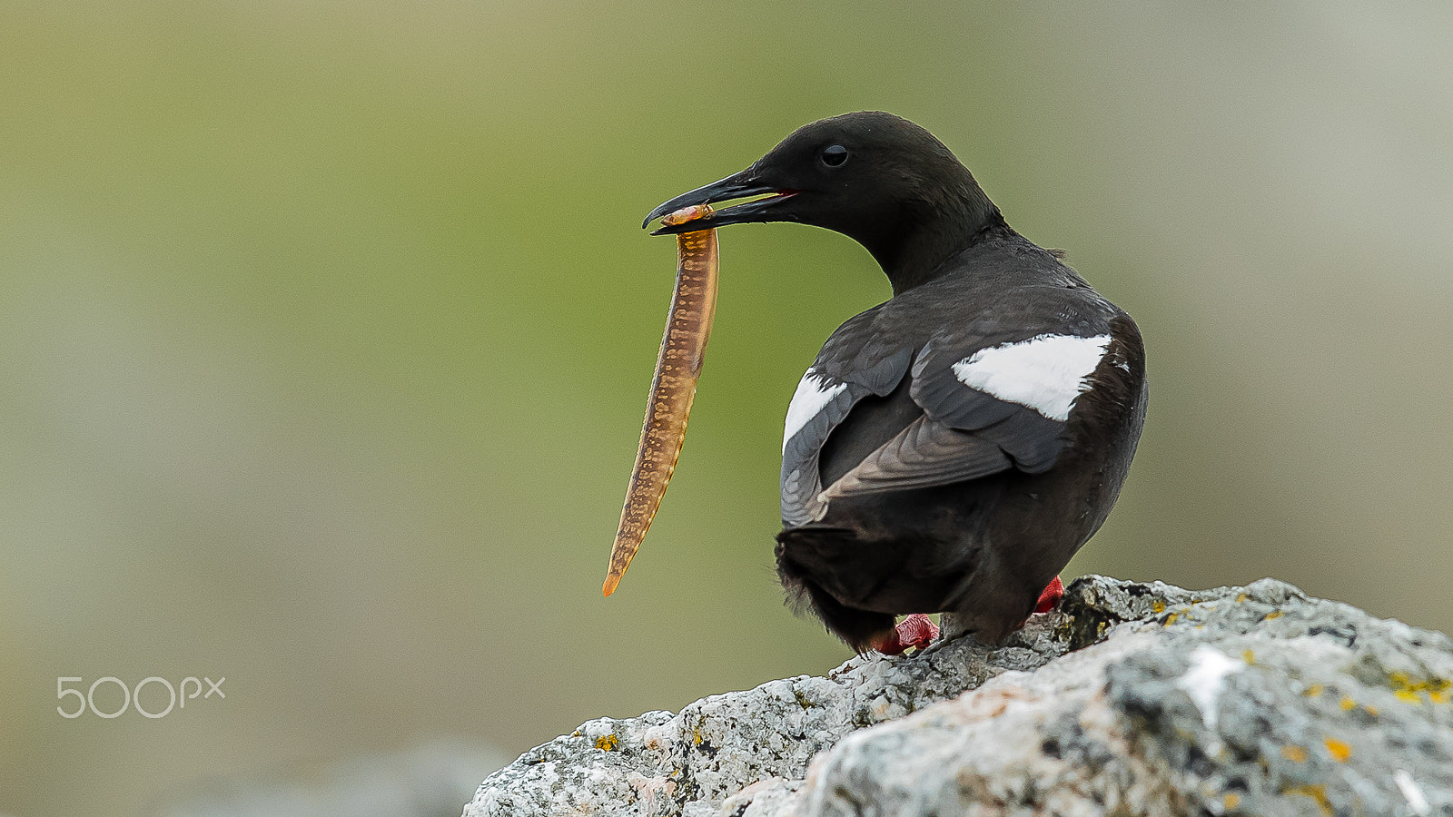 Canon EF 600mm F4L IS II USM sample photo. Black guillemot, shetland, uk photography