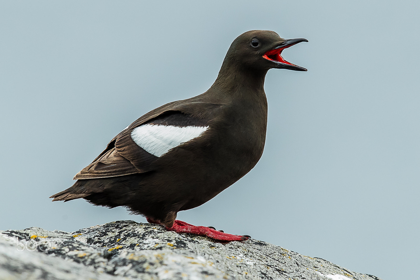 Canon EF 600mm F4L IS II USM sample photo. Black guillemot, shetland, uk photography