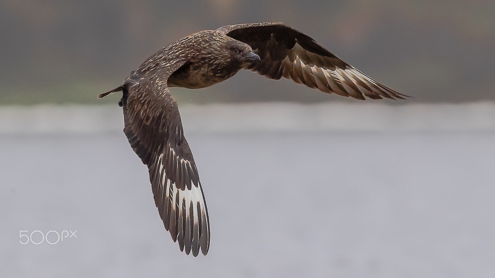 Canon EF 600mm F4L IS II USM sample photo. Great skua, shetland, uk photography