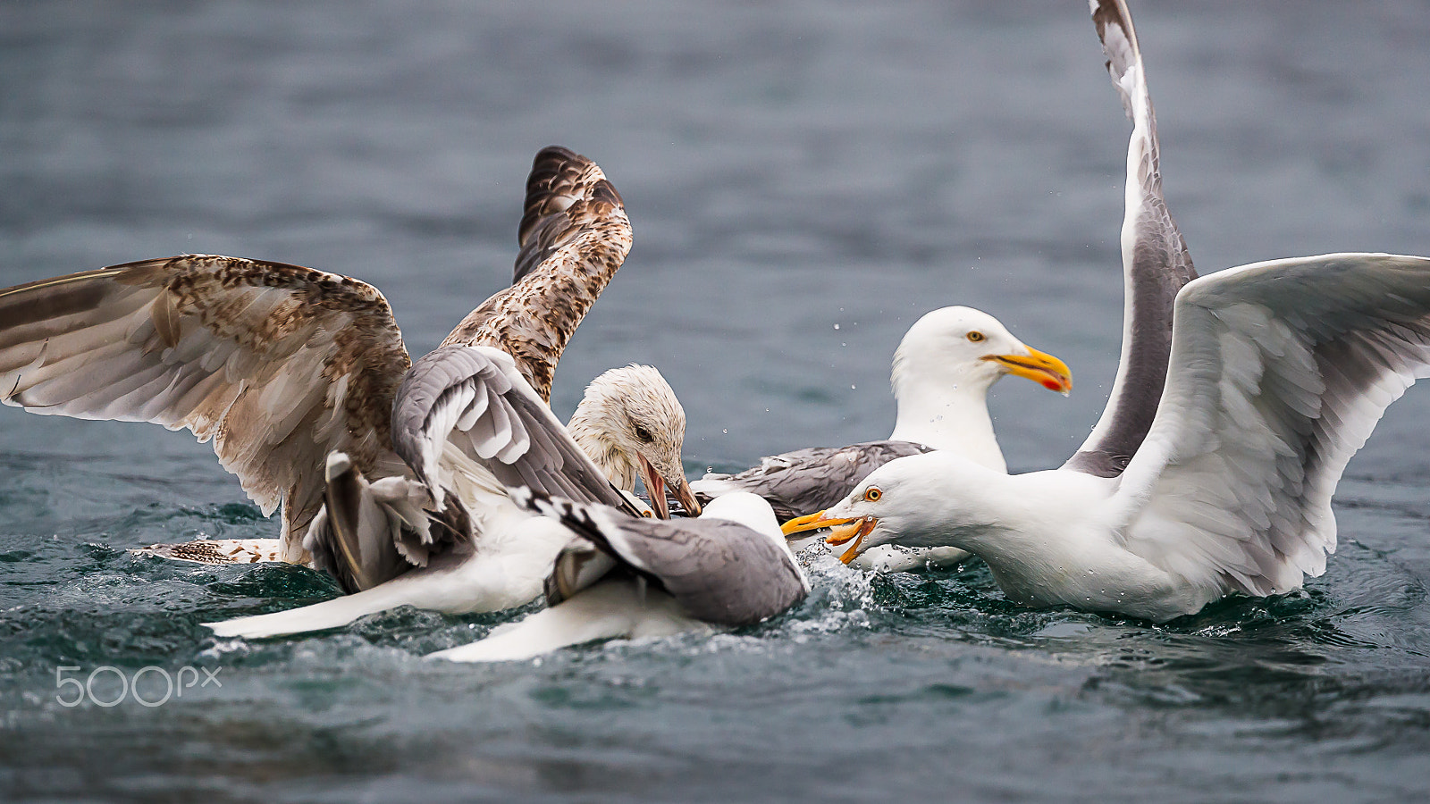 Canon EOS-1D X Mark II + Canon EF 300mm F2.8L IS II USM sample photo. Herring gull, lauvsnes, norway photography