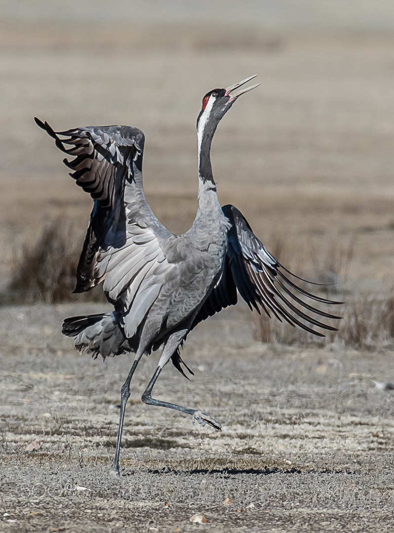 Canon EF 200-400mm F4L IS USM Extender 1.4x sample photo. Common crane, gallocanta, spain photography