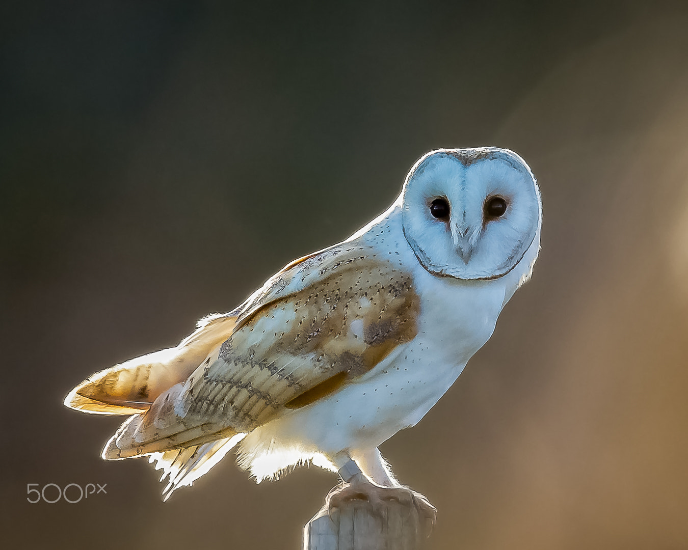 Canon EF 600mm F4L IS II USM sample photo. Barney owl, norfolk, uk photography