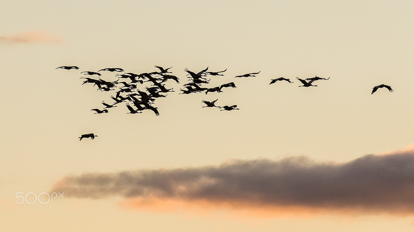 Canon EF 200-400mm F4L IS USM Extender 1.4x sample photo. Common cranes, gallocanta, spain photography