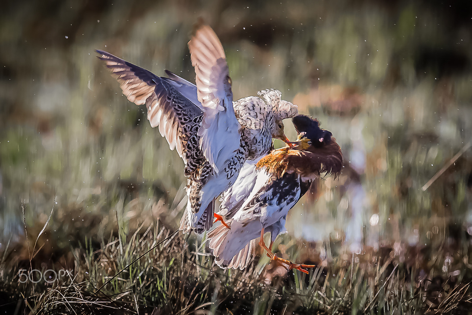 Canon EF 600mm F4L IS II USM sample photo. Ruffs, varanger, norway photography