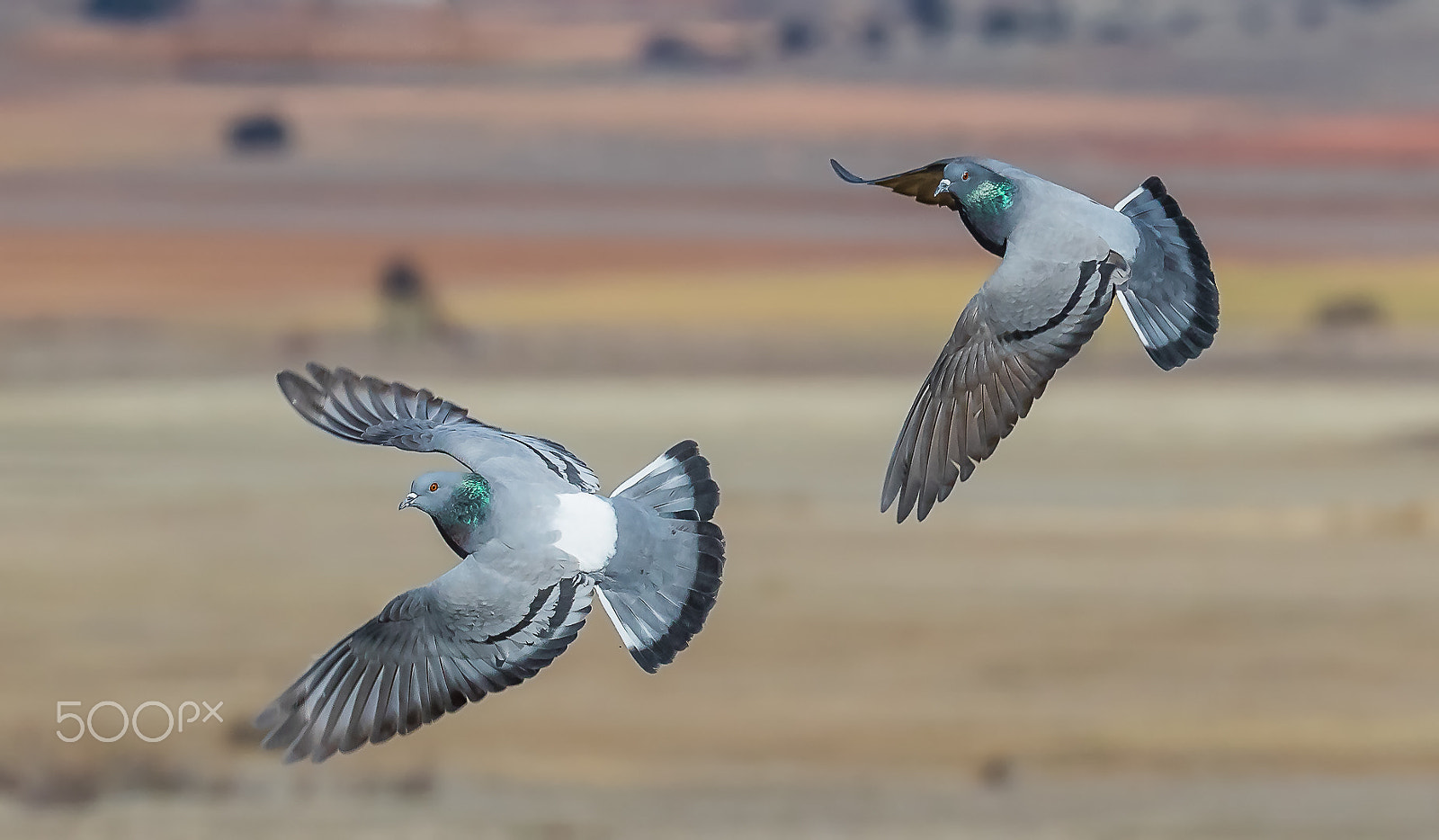 Canon EOS 7D Mark II + Canon EF 200-400mm F4L IS USM Extender 1.4x sample photo. Woodpigeons, gallocanta, spain photography