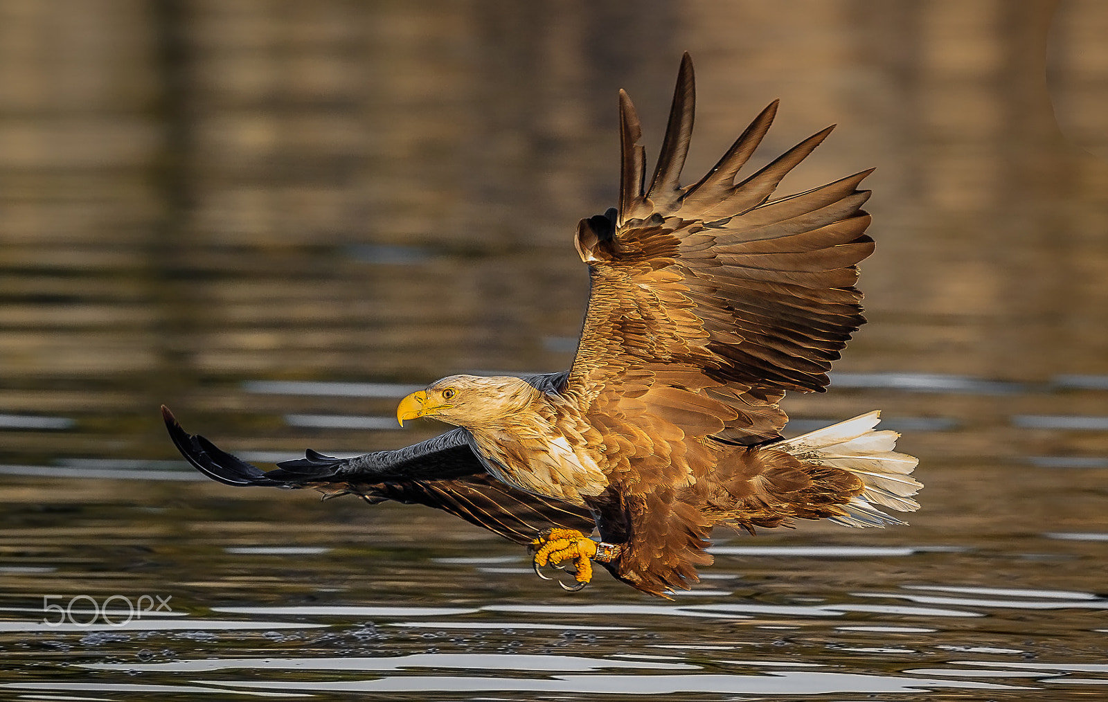 Canon EF 300mm F2.8L IS II USM sample photo. White tail eagle, lauvsnes, norway photography