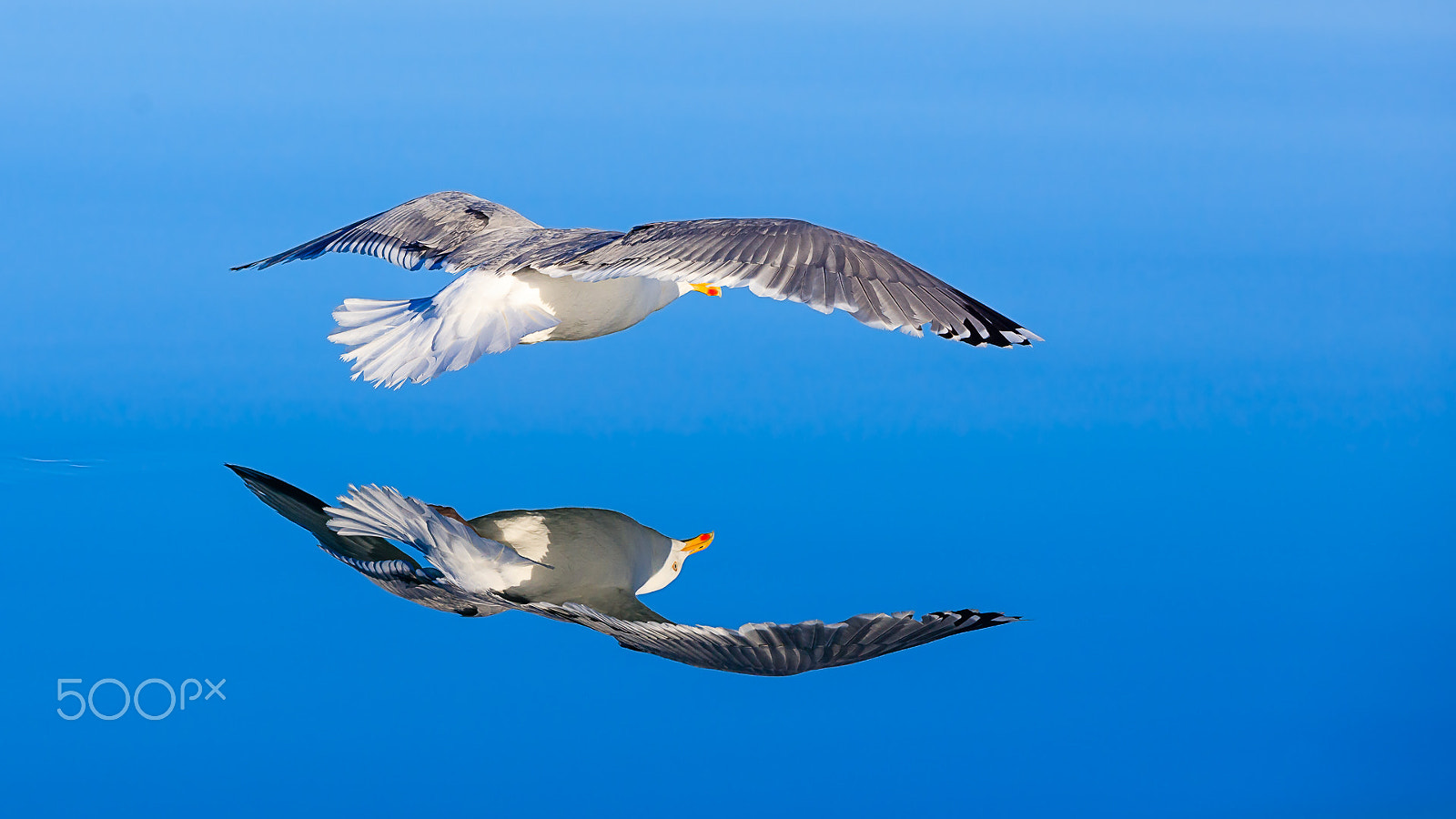 Canon EOS 5DS sample photo. Herring gull, lauvsnes, norway photography