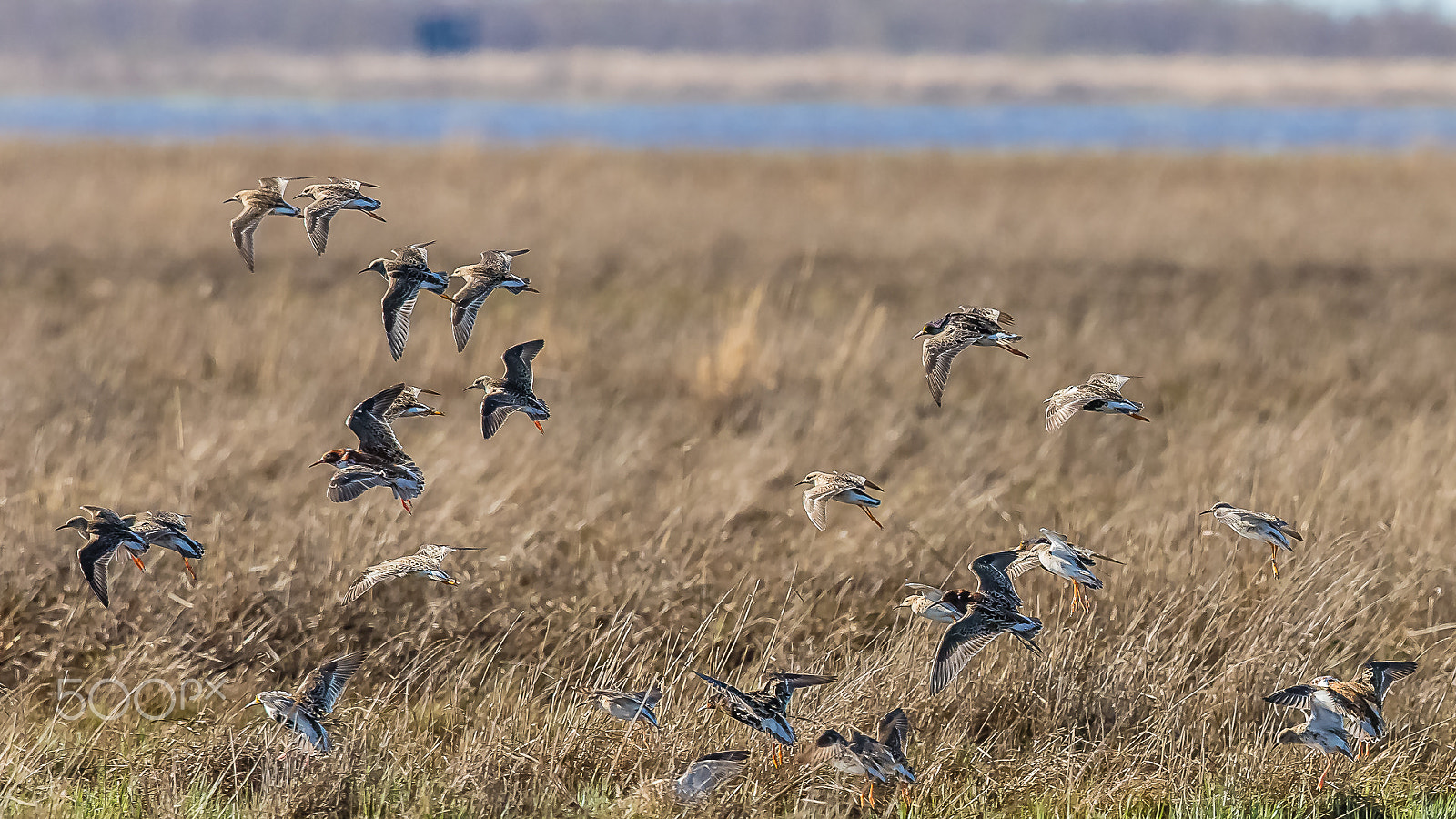 Canon EF 600mm F4L IS II USM sample photo. Ruffs, liminganlahti, finland photography
