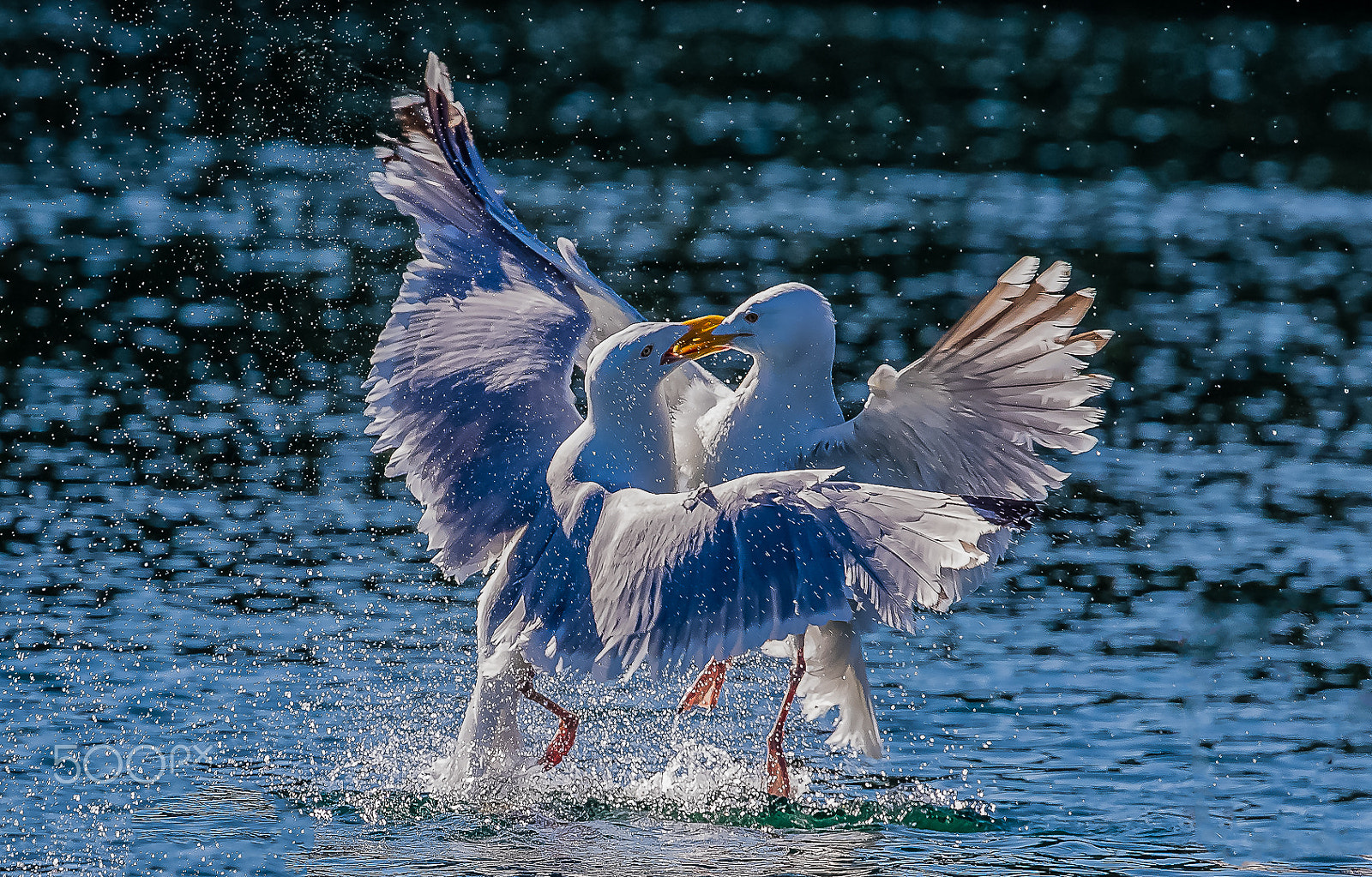 Canon EF 300mm F2.8L IS II USM sample photo. Herring gull, lauvsnes, norway photography