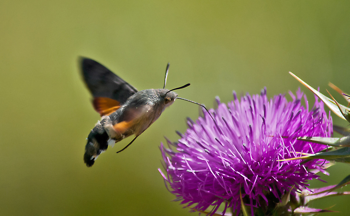 Nikon D300S sample photo. Between green and purple photography