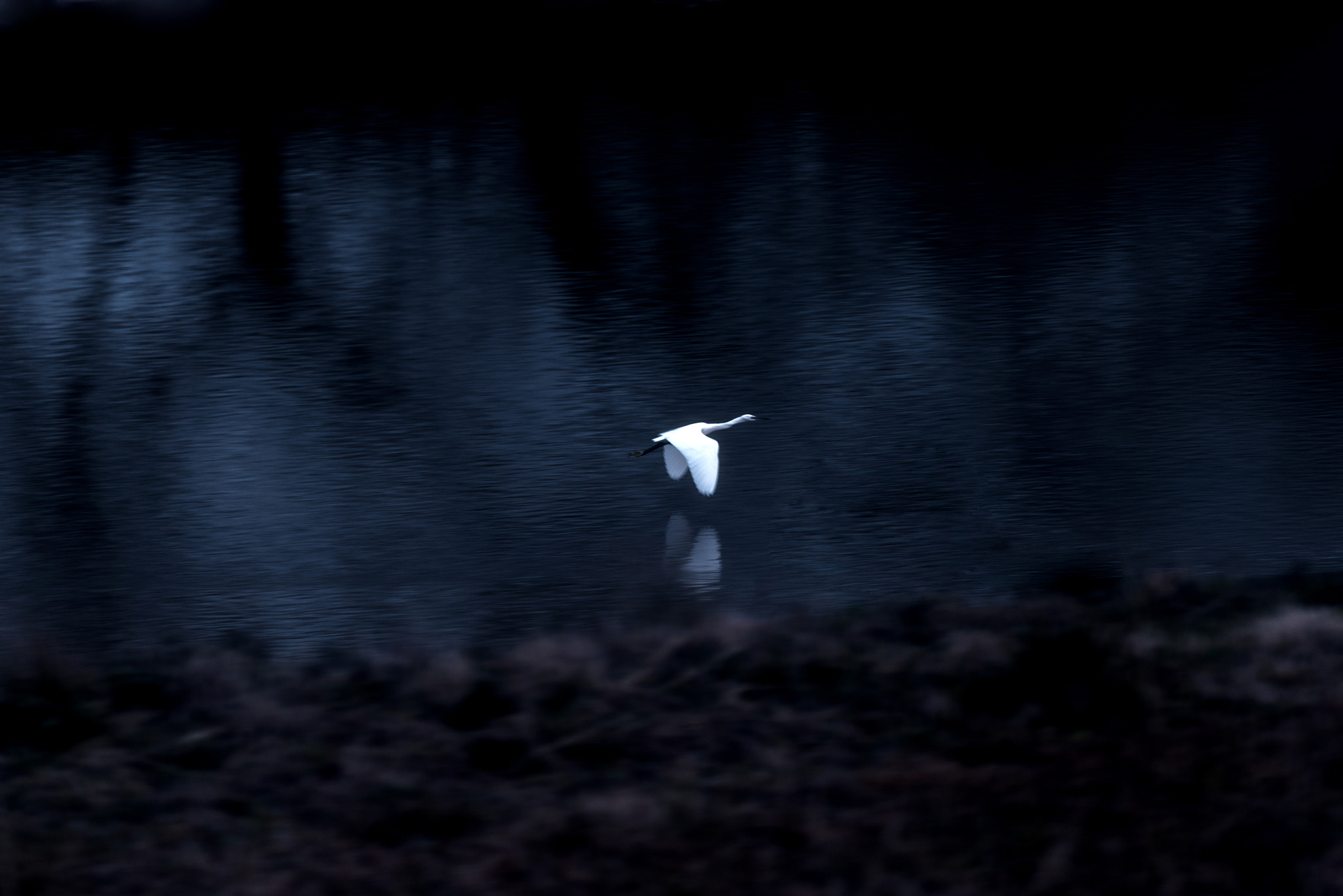 Nikon D810 sample photo. Fly photography