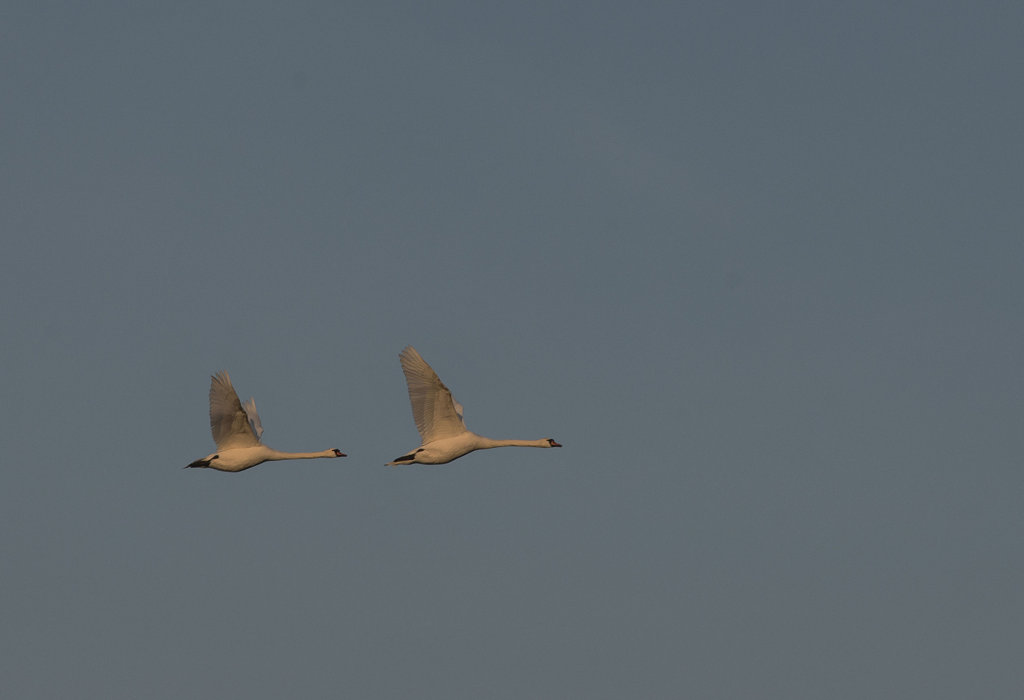 Sigma 70-200mm F2.8 EX DG Macro HSM II sample photo. Early in the morgning. photography