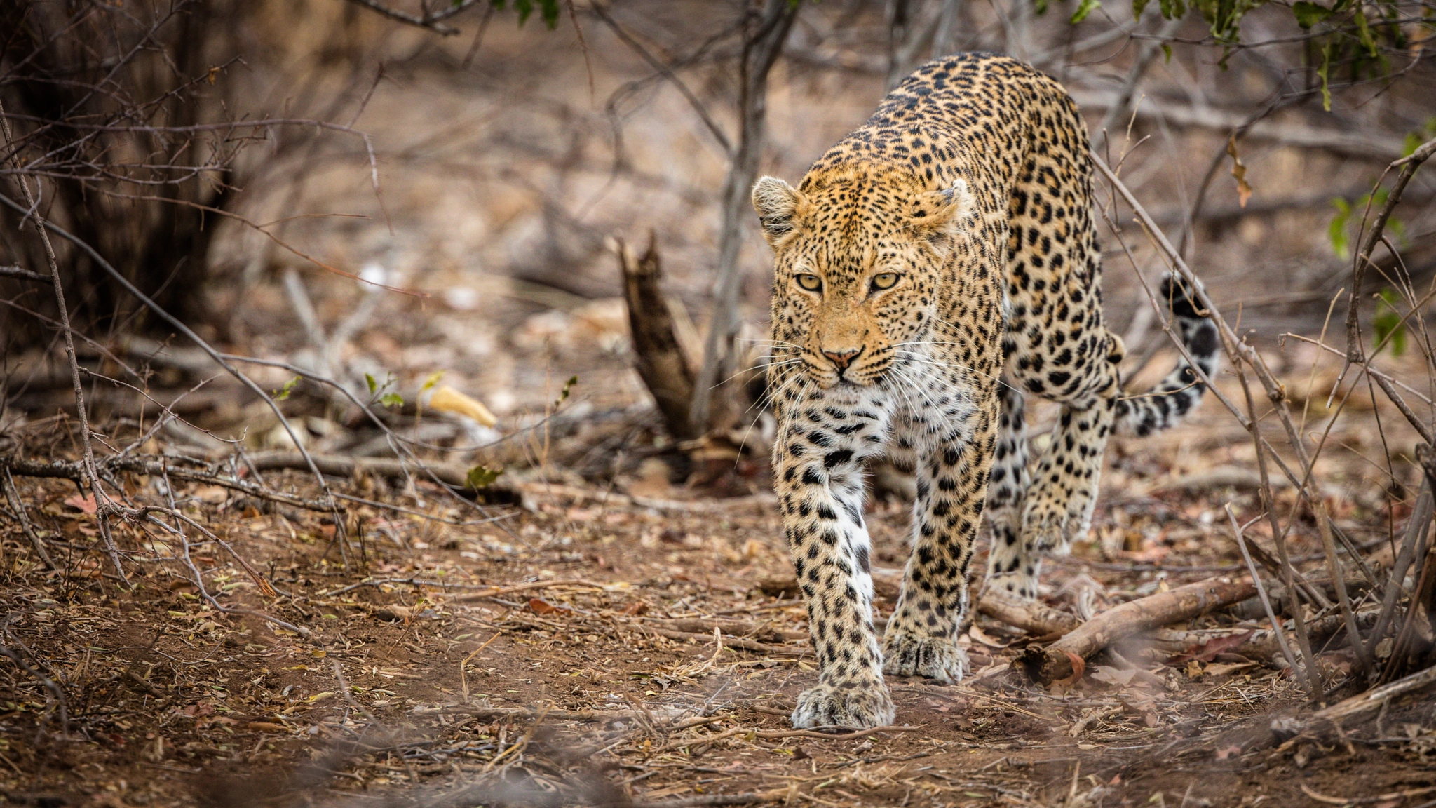 Canon EF 400mm F4 DO IS II USM sample photo. Leopard on the prowl photography