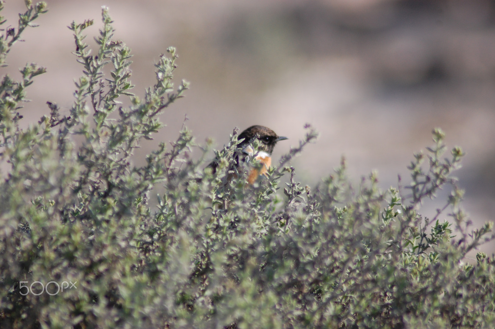 Nikon AF Nikkor 70-300mm F4-5.6G sample photo. Migratory bird... photography
