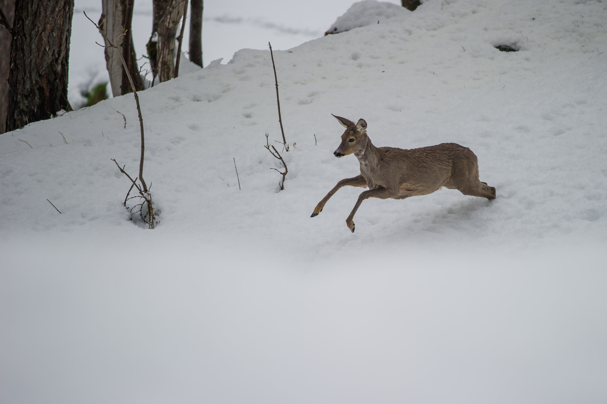 Nikon D3S sample photo. Run run run photography