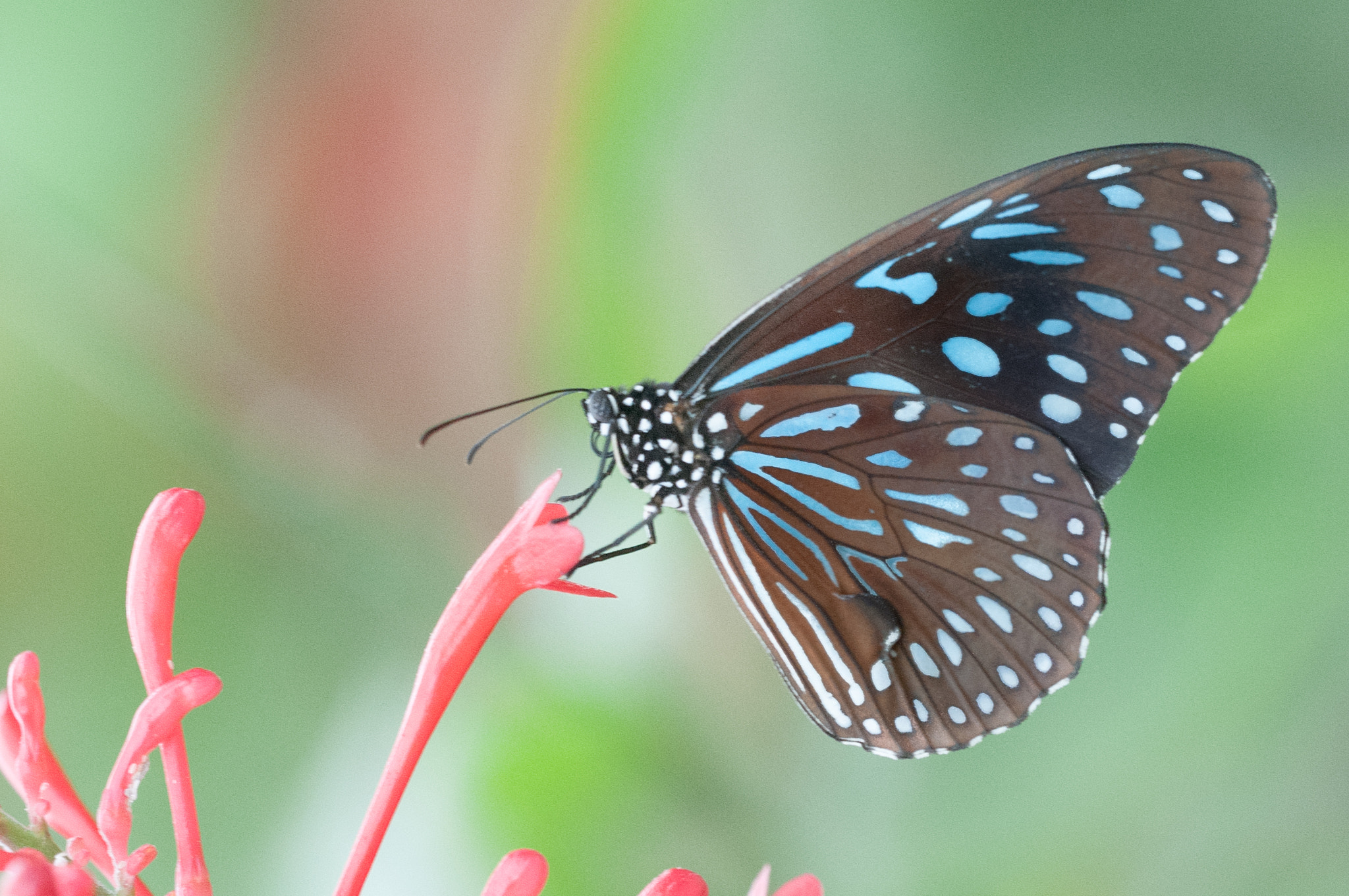 Sigma 150mm F2.8 EX DG OS Macro HSM sample photo. Dark blue tiger photography