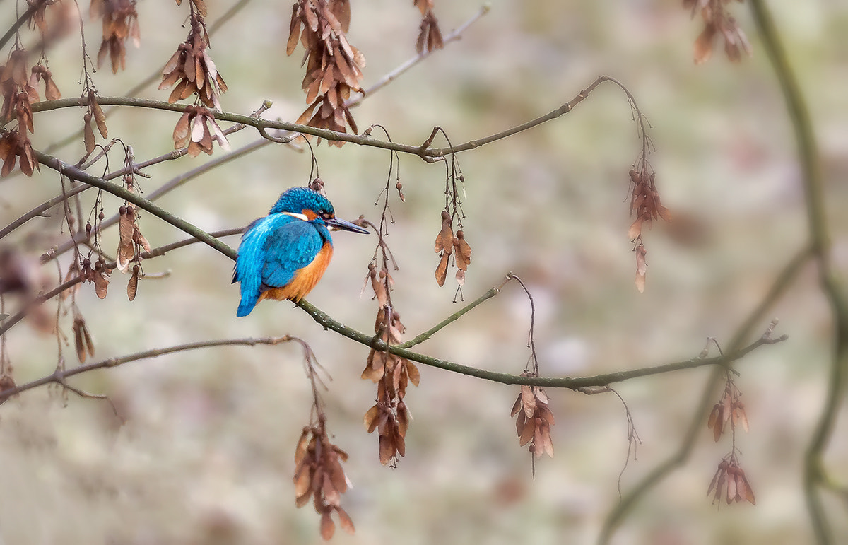 150-600mm F5-6.3 DG OS HSM | Contemporary 015 sample photo. Common kingfisher (alcedo atthis) photography