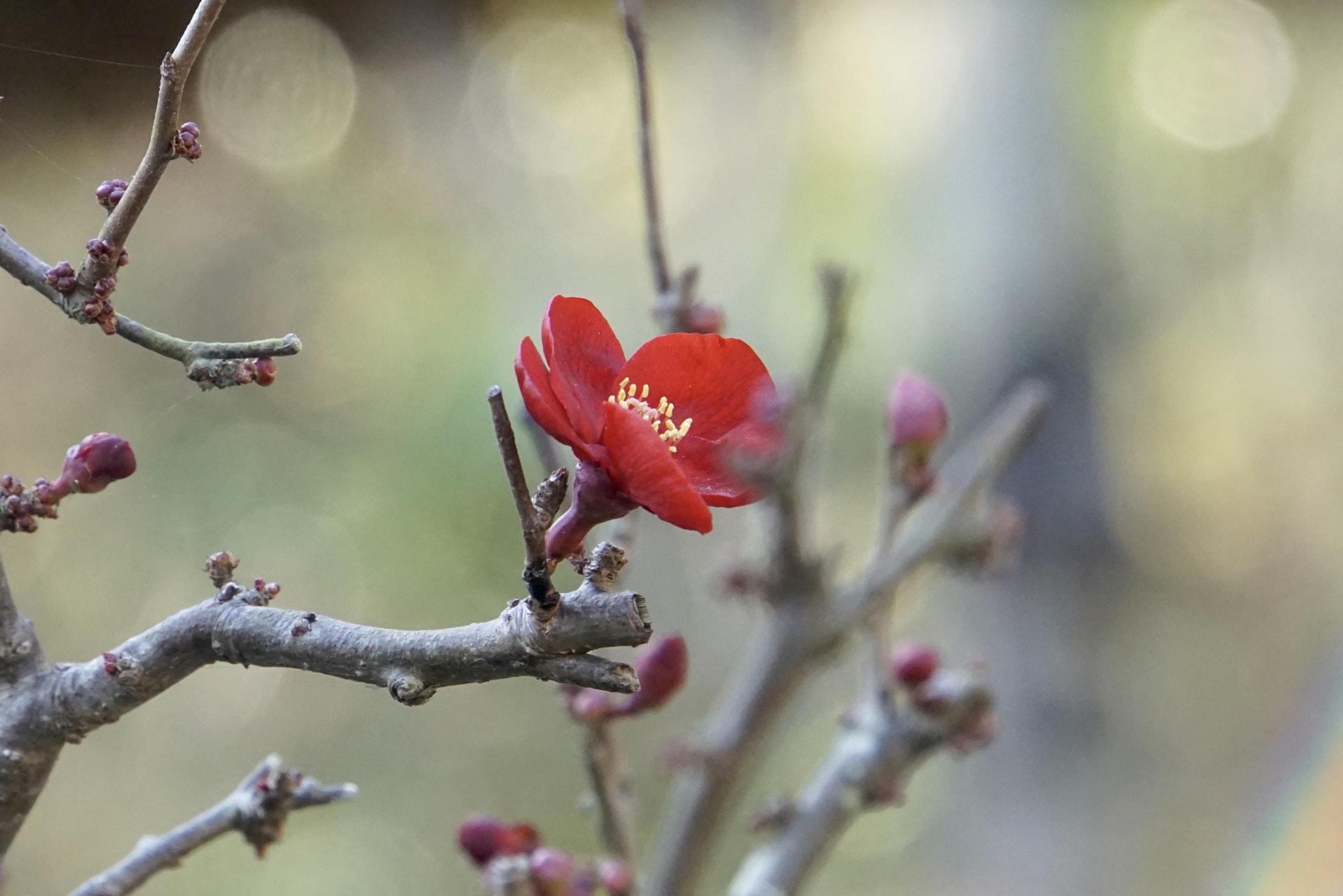 Sony a6000 + Sony E 18-200mm F3.5-6.3 sample photo. ＊*:.blossom.:*＊ photography