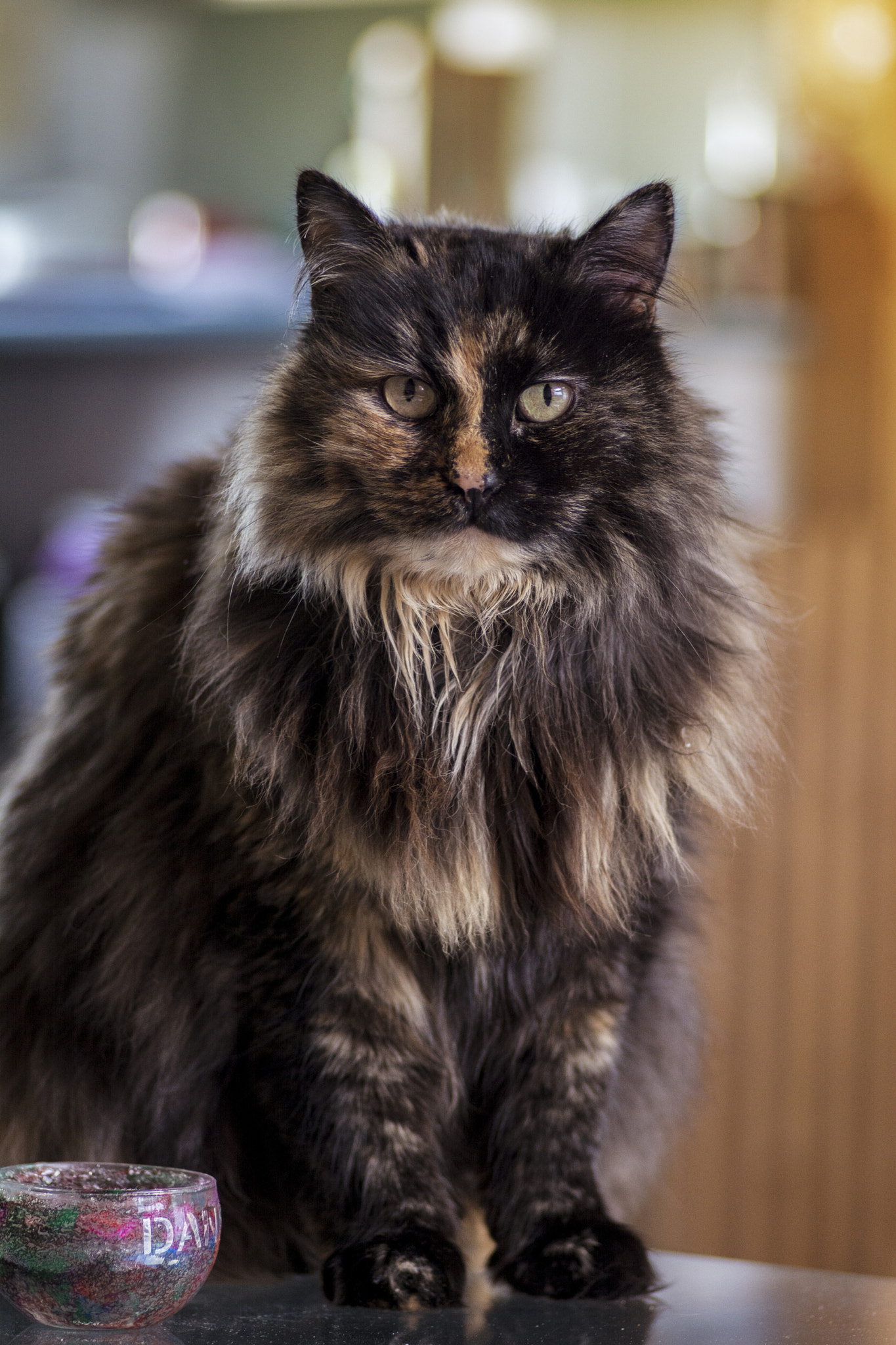Tokina AT-X Pro 100mm F2.8 Macro sample photo. Black beauty photography