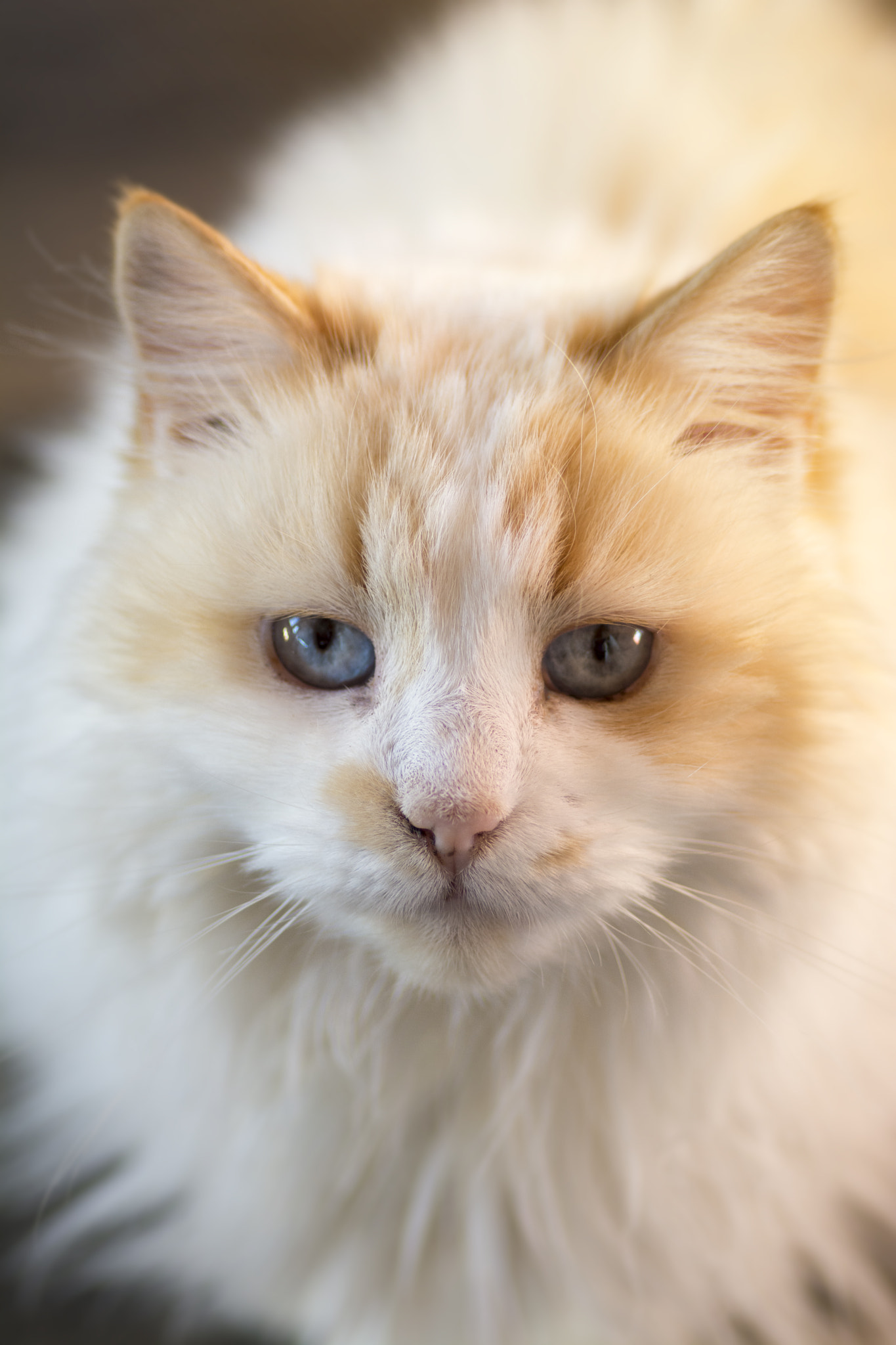Tokina AT-X Pro 100mm F2.8 Macro sample photo. Shiva photography