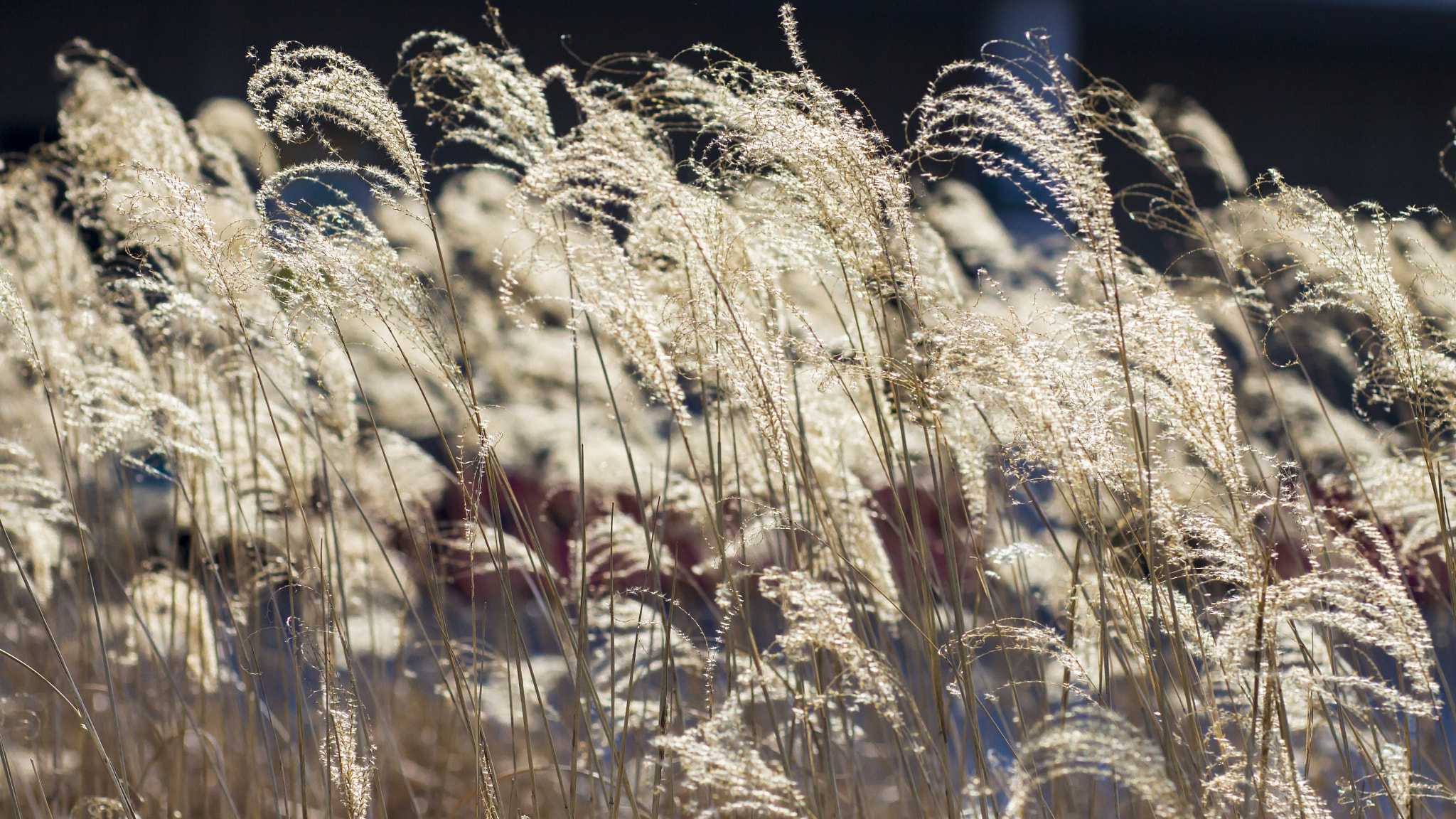 Canon EOS 50D + Canon EF 85mm F1.8 USM sample photo. Dance with the wind photography