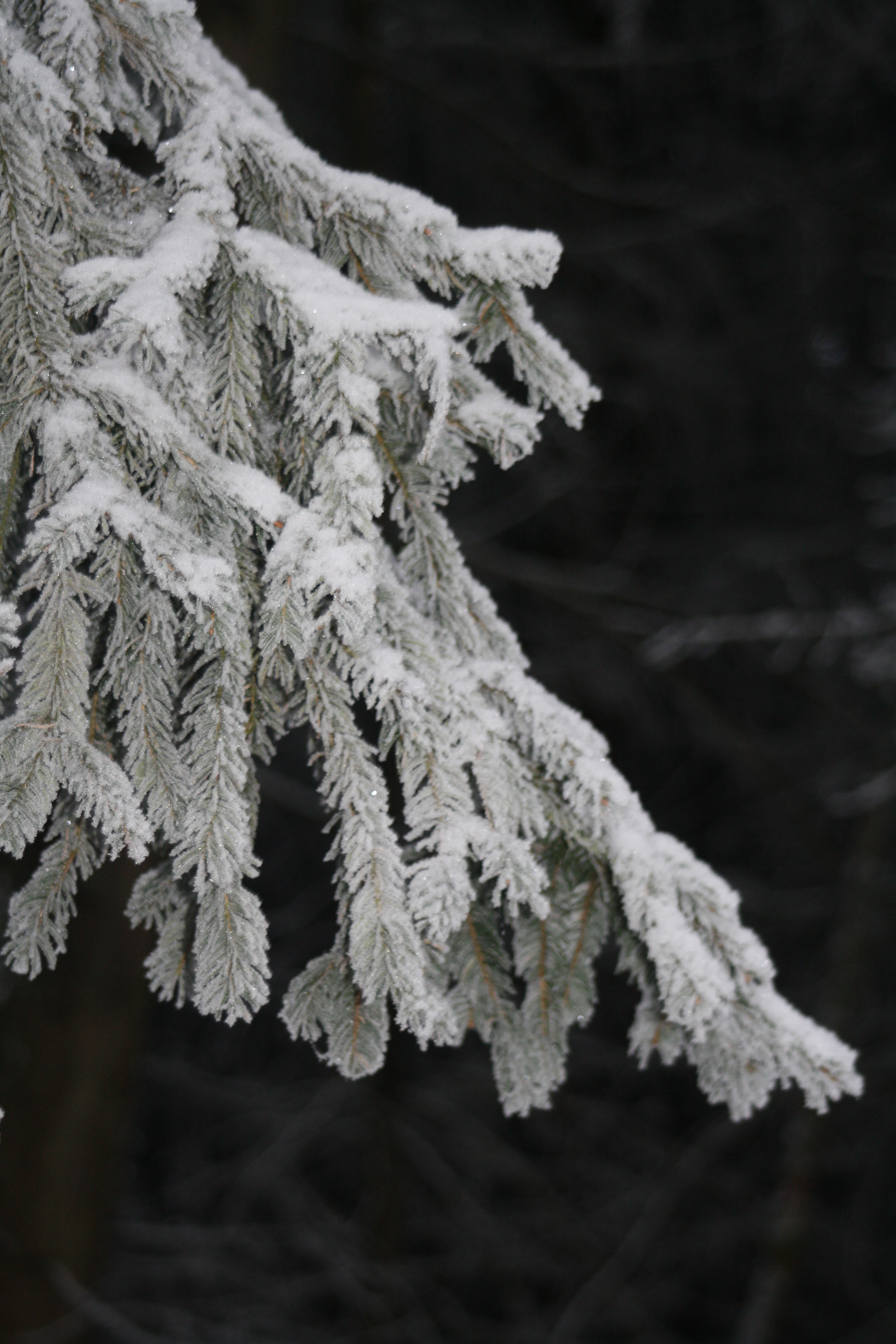 Canon EF 80-200mm F4.5-5.6 II sample photo. Img photography
