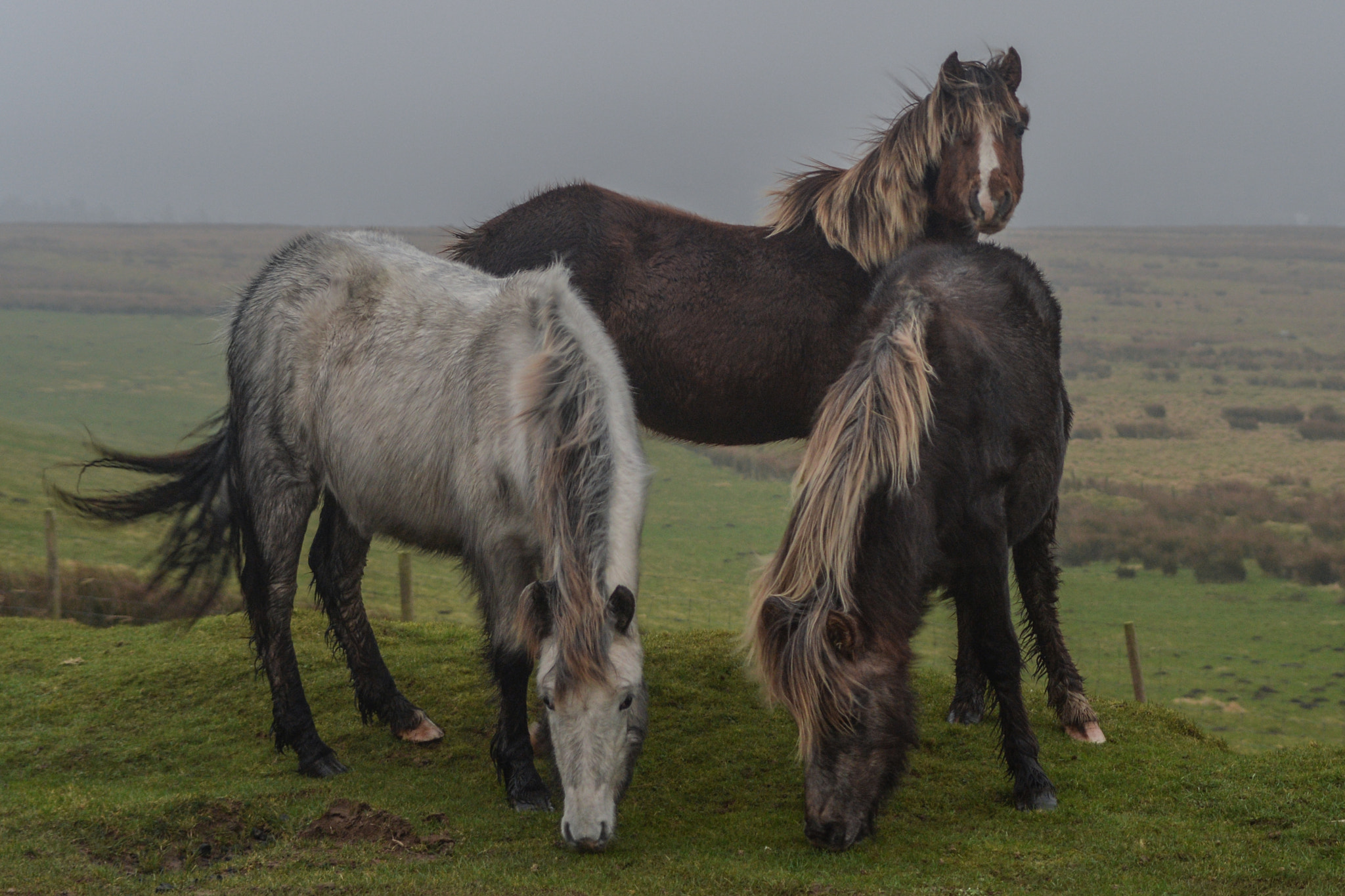 AF Zoom-Nikkor 28-200mm f/3.5-5.6G IF-ED sample photo. Wild ponies on the preseli mountains pembrokeshire photography