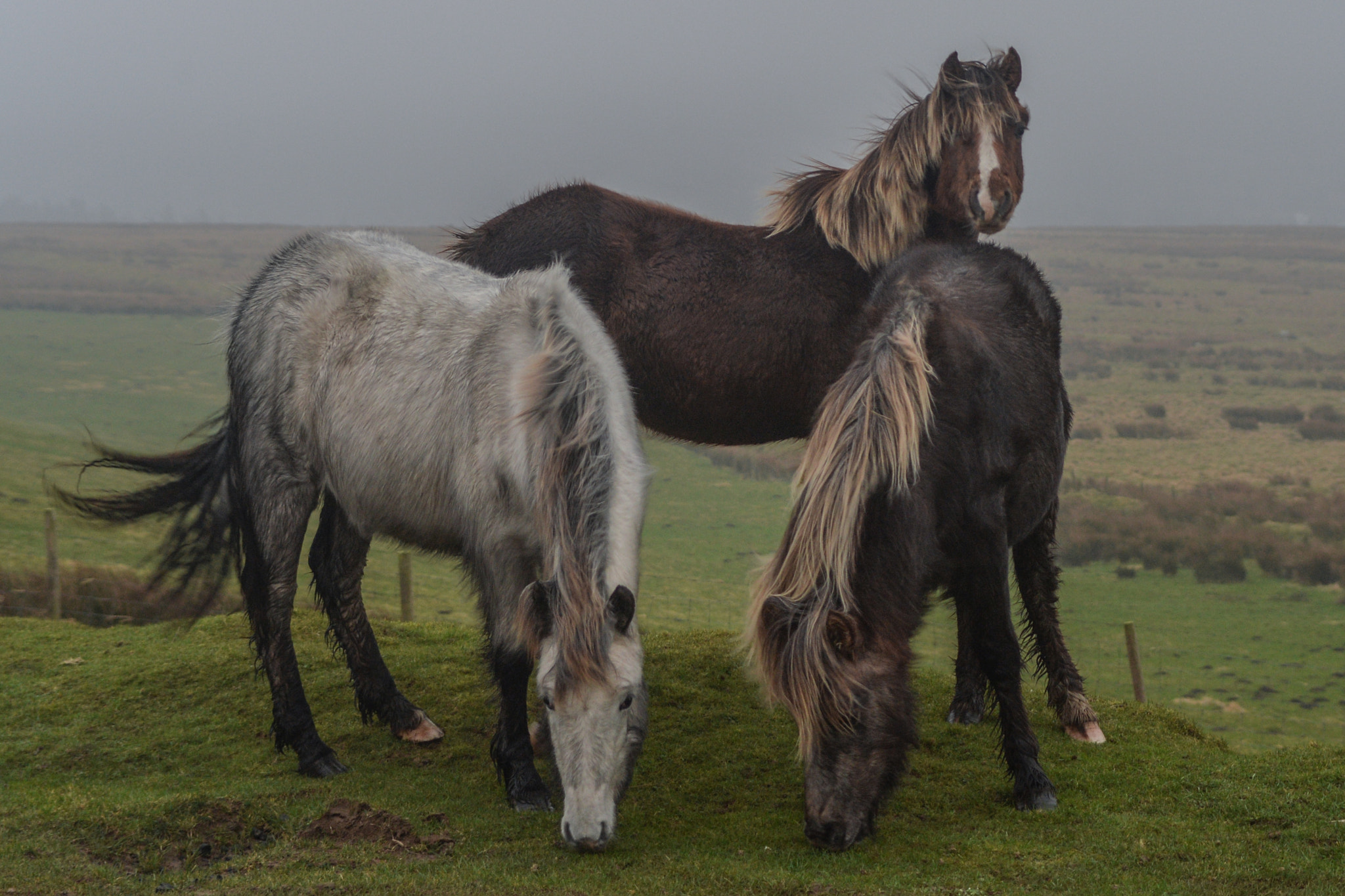 Nikon Df sample photo. Wild ponies on the preseli mountains pembrokeshire photography