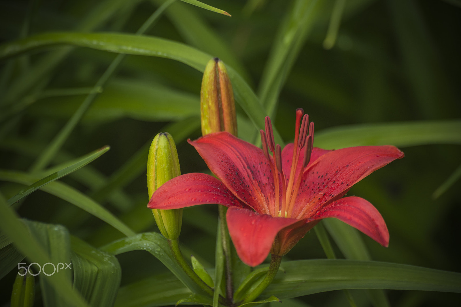 Nikon D810 sample photo. Beautiful asian lily flower photography