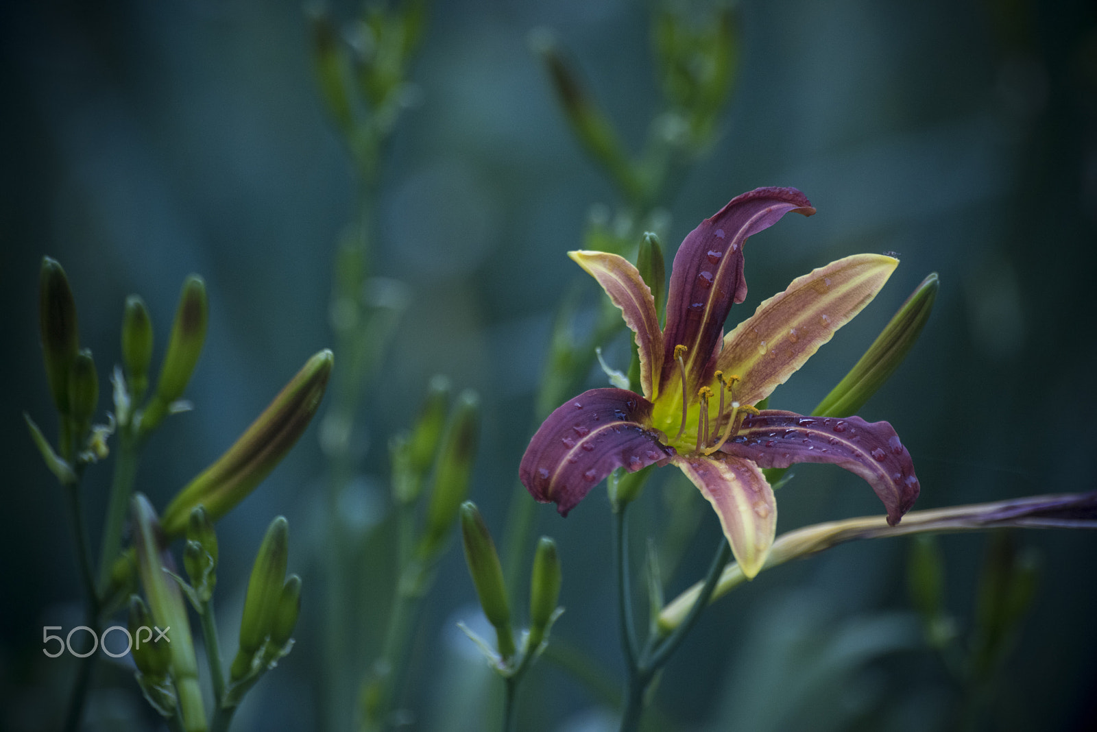 Nikon D810 + Tamron SP 70-300mm F4-5.6 Di VC USD sample photo. Beautiful asian lily flower photography