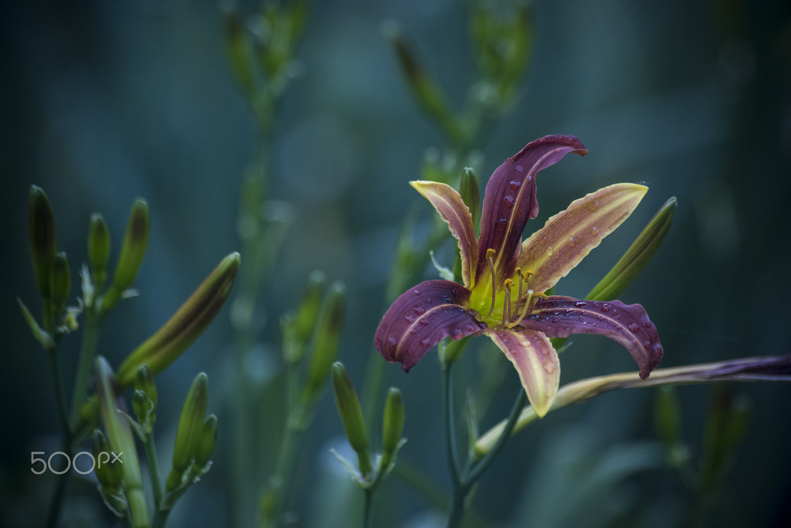 Nikon D810 sample photo. Beautiful asian lily flower photography