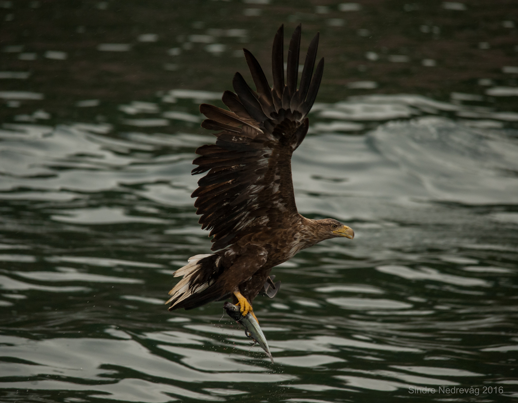 Nikon D700 + Sigma 150-500mm F5-6.3 DG OS HSM sample photo. Sea eagle`s catch photography