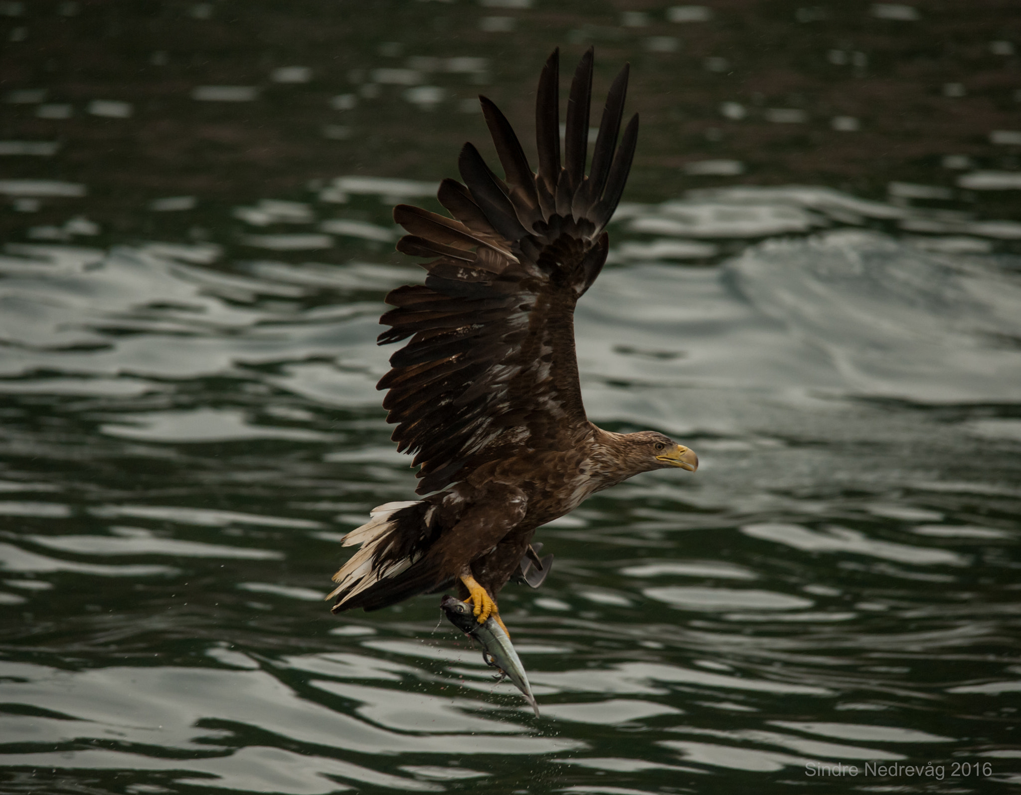 Sigma 150-500mm F5-6.3 DG OS HSM sample photo. Sea eagle`s catch photography