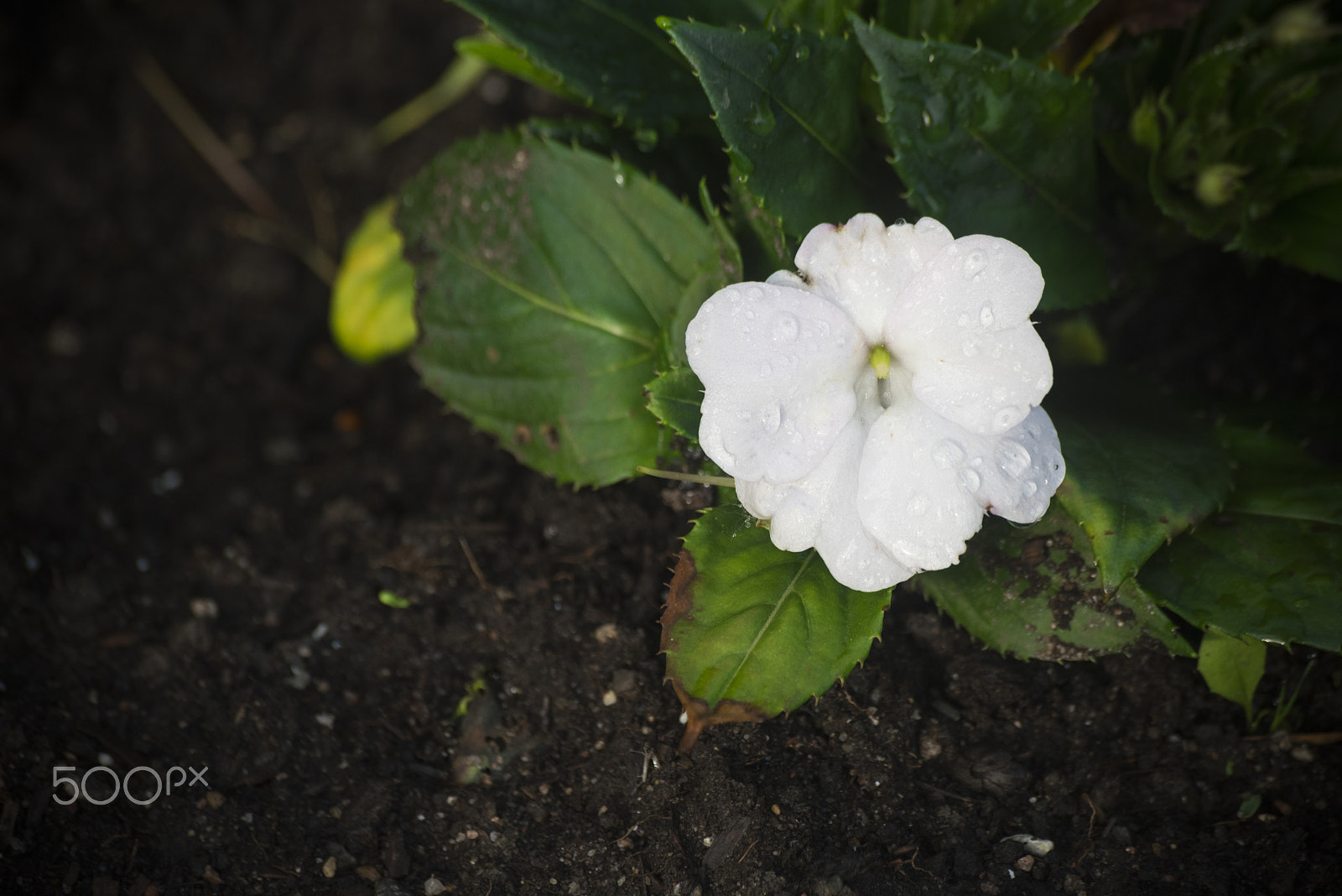 Nikon D810 sample photo. Beautiful impatiens flower photography