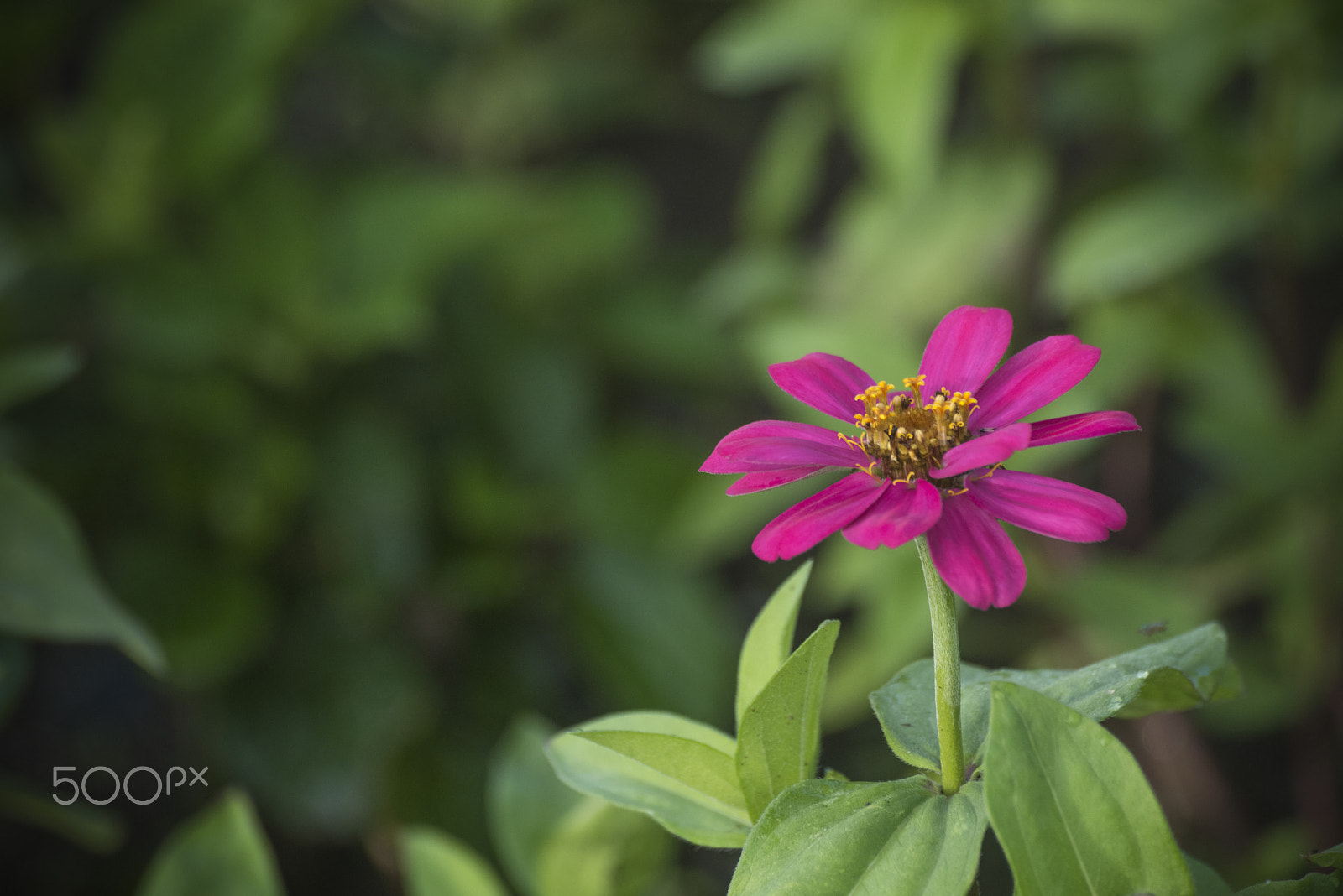 Nikon D810 sample photo. Beautiful zinnia flower photography