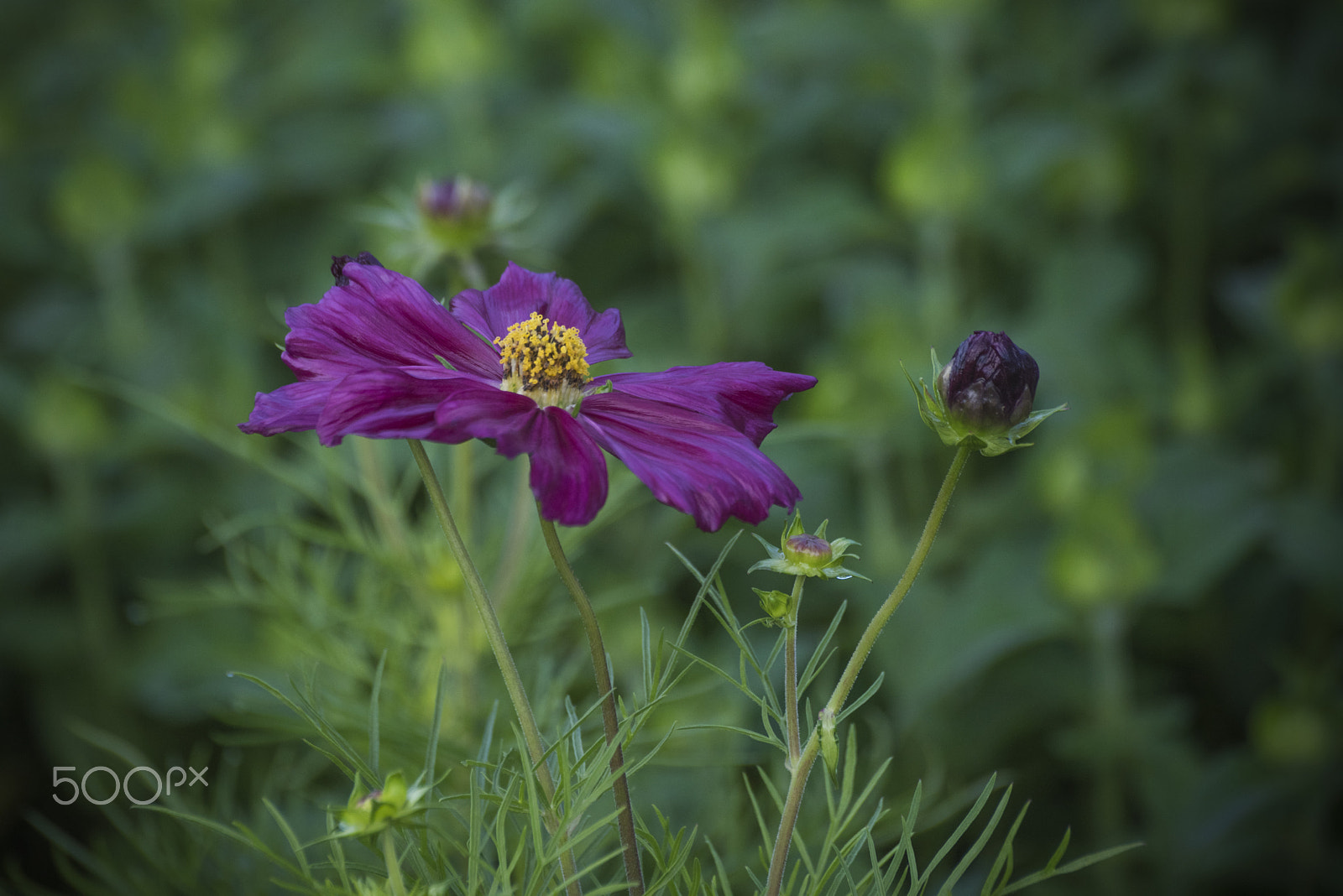 Nikon D810 sample photo. Beautiful cosmos flower photography
