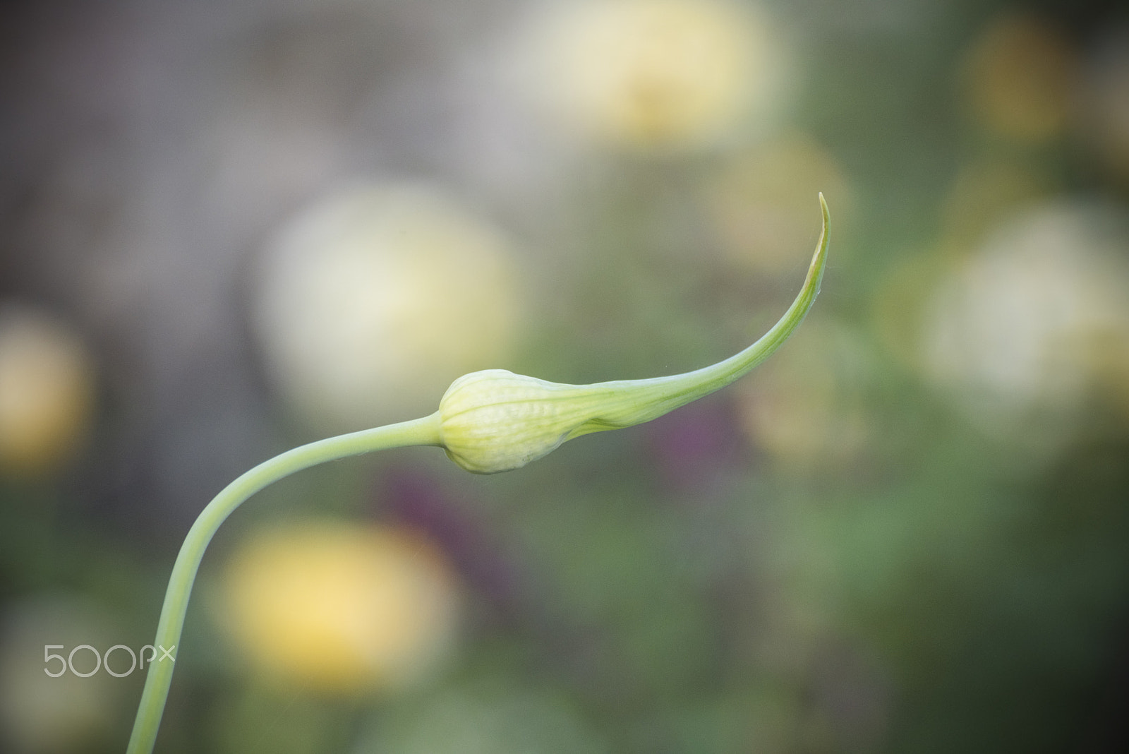 Nikon D810 sample photo. Beautiful ornamental onion after the blooming of the alium photography