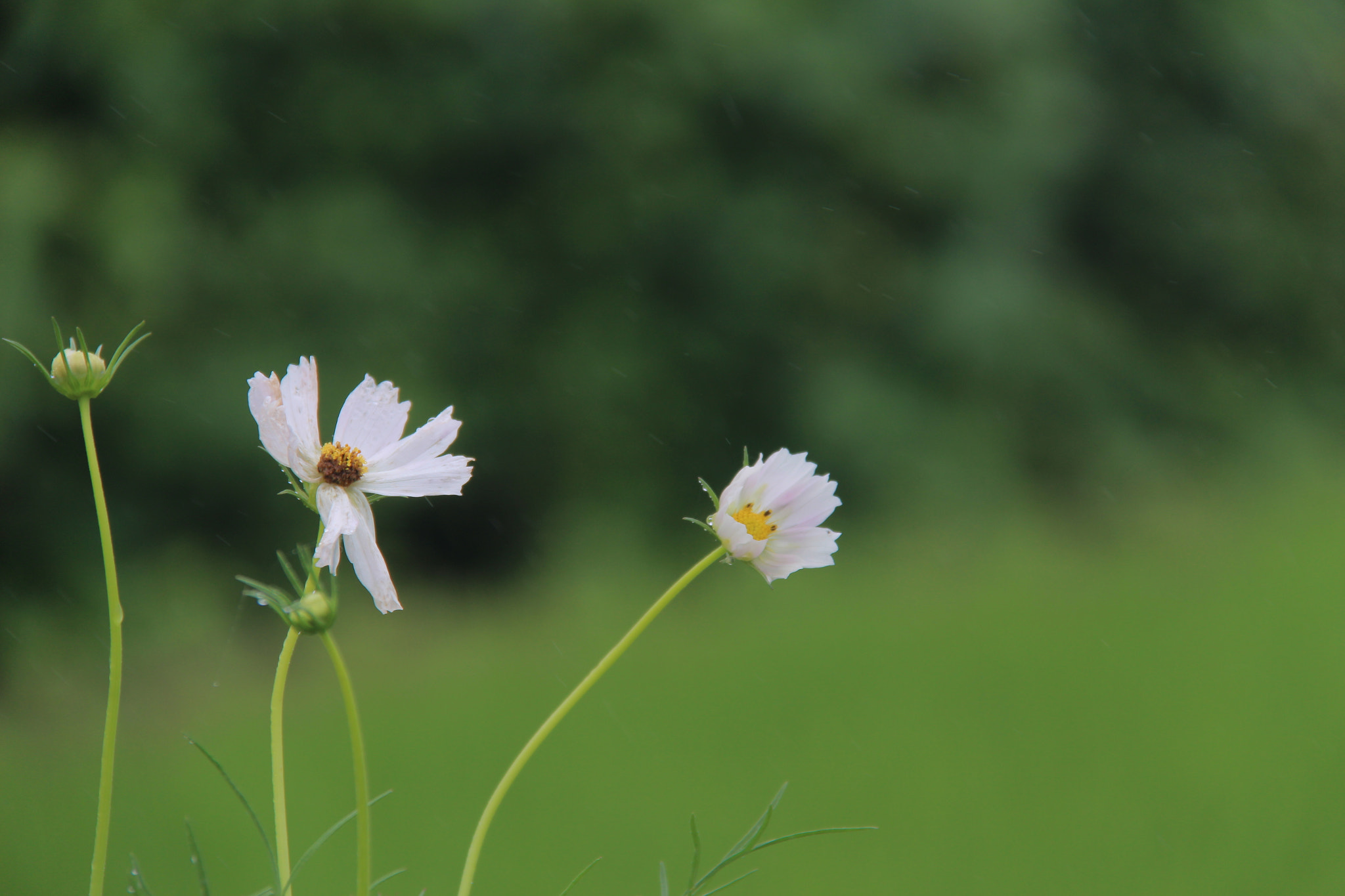 Canon EF-S 18-200mm F3.5-5.6 IS sample photo. 비오는  고향 `````코스모스 photography