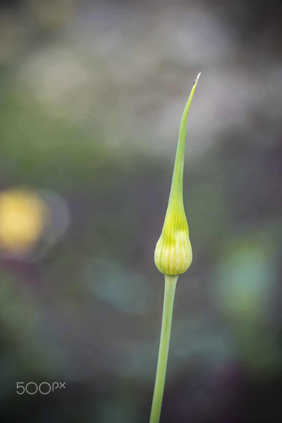 Nikon D810 sample photo. Beautiful ornamental onion after the blooming of the alium photography