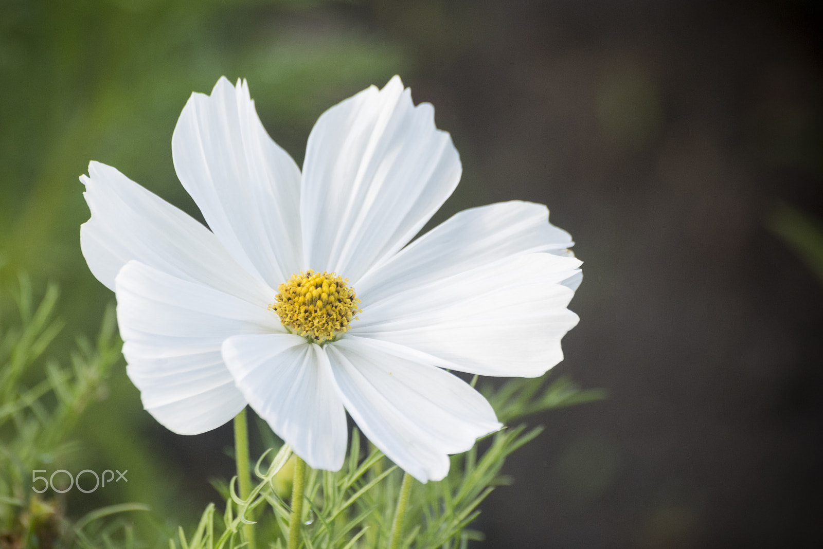 Nikon D810 + Tamron SP 70-300mm F4-5.6 Di VC USD sample photo. Beautiful white cosmos flower photography