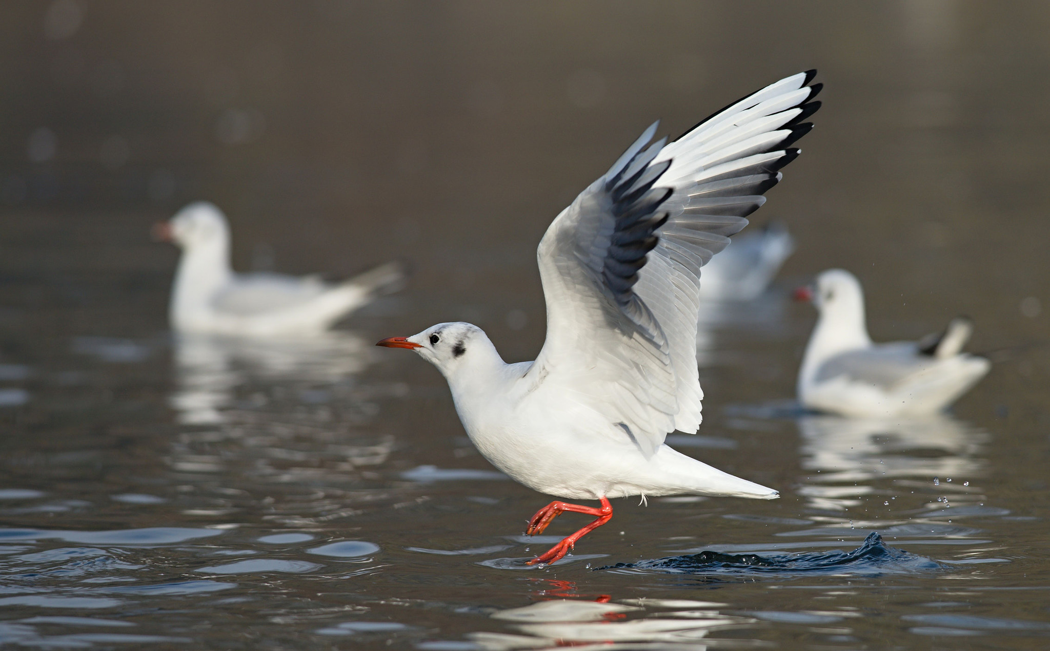 Nikon D610 + Nikon AF-S Nikkor 300mm F4D ED-IF sample photo. Black-headed gull photography