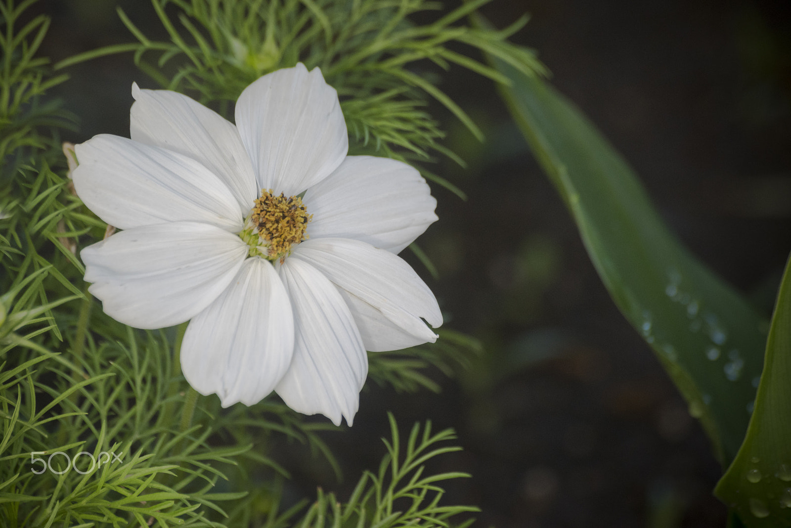 Nikon D810 + Tamron SP 70-300mm F4-5.6 Di VC USD sample photo. Beautiful white cosmos flower photography