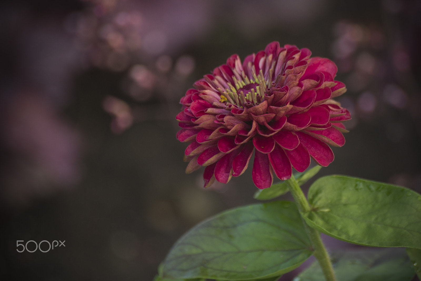 Nikon D810 sample photo. Beautiful zinnia flower photography