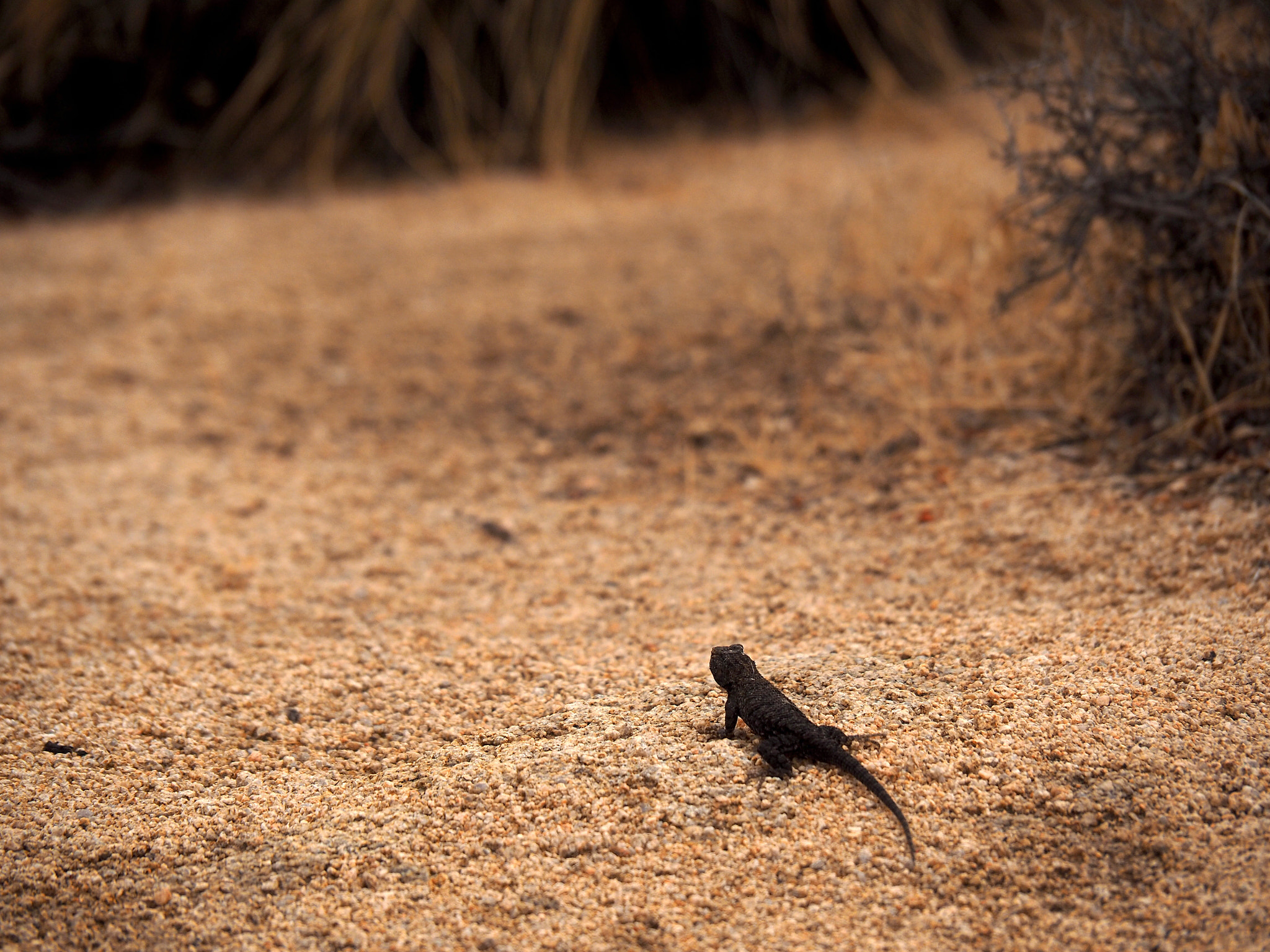 Olympus OM-D E-M5 II sample photo. Joshua tree national park - little lizard photography