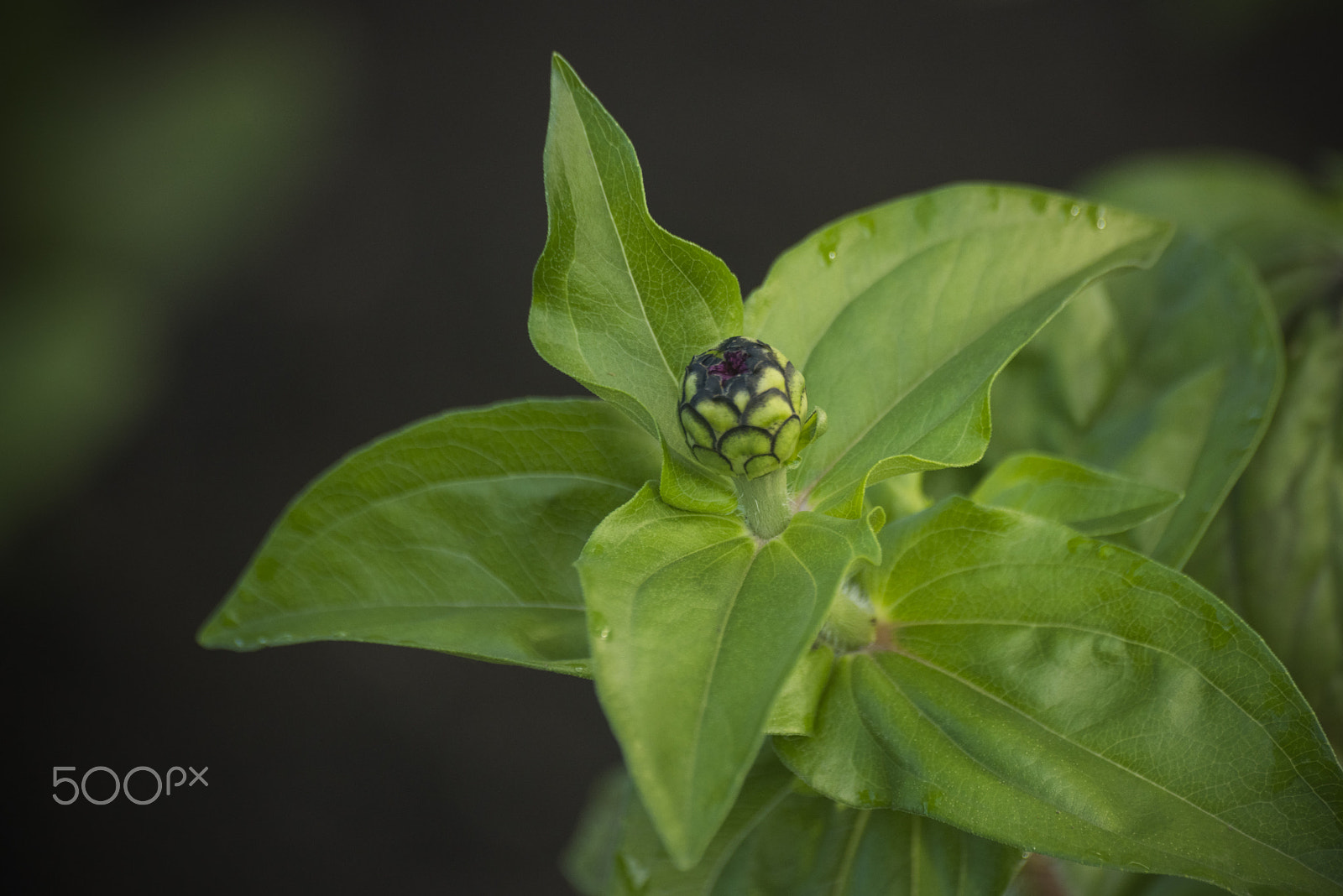 Nikon D810 sample photo. Beautiful zinnia flower photography