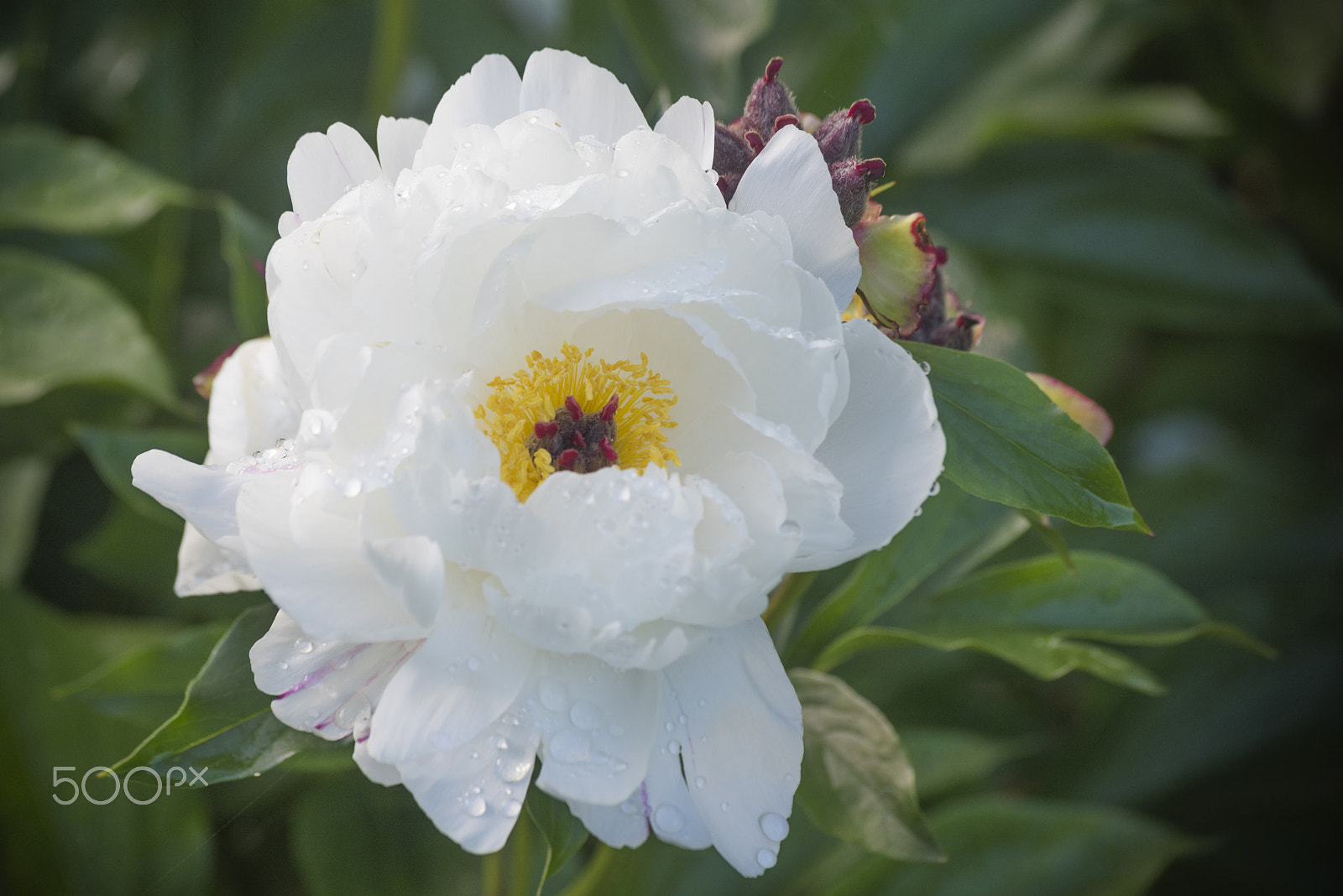Nikon D810 sample photo. Beautiful chinese peony flower photography