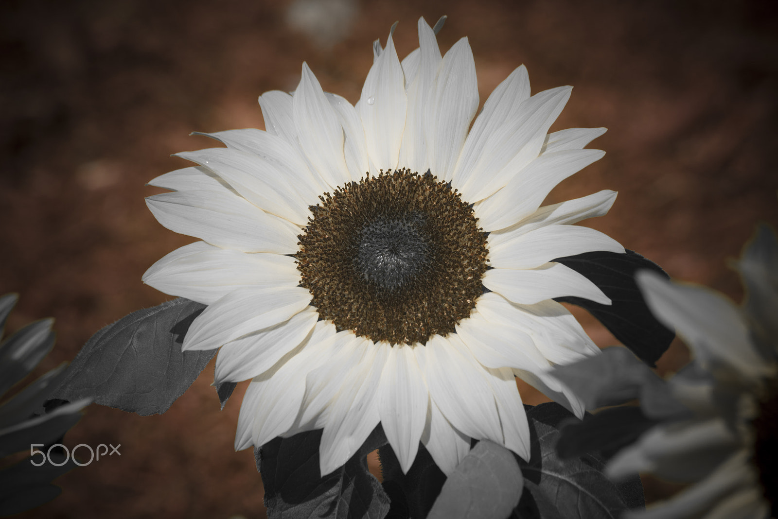 Nikon D810 sample photo. Beautiful sunflower flower photography