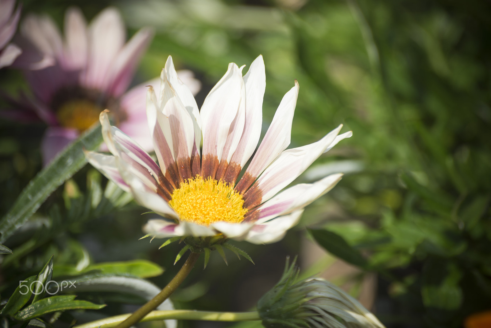 Nikon D810 sample photo. Beautiful gazania flower photography